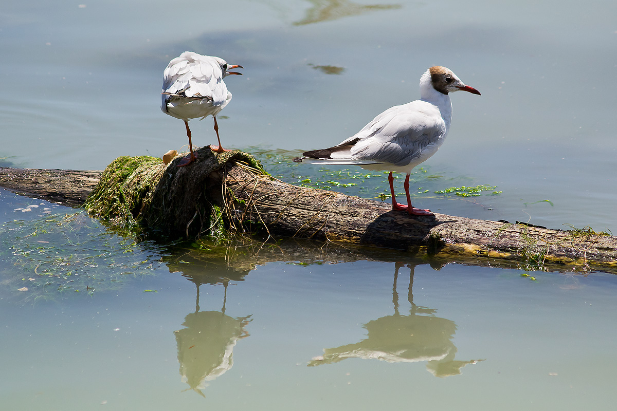 Gabbiani...riflessi