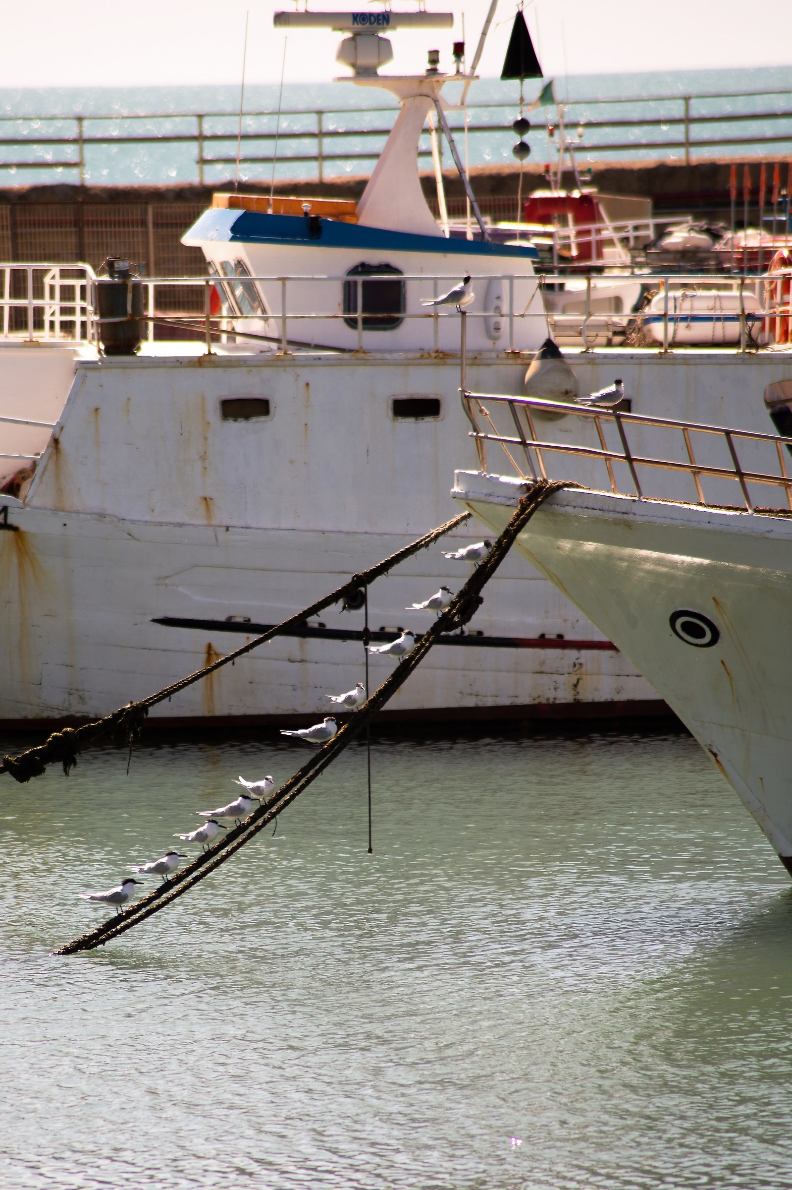 Even the seagulls put themselves in a row