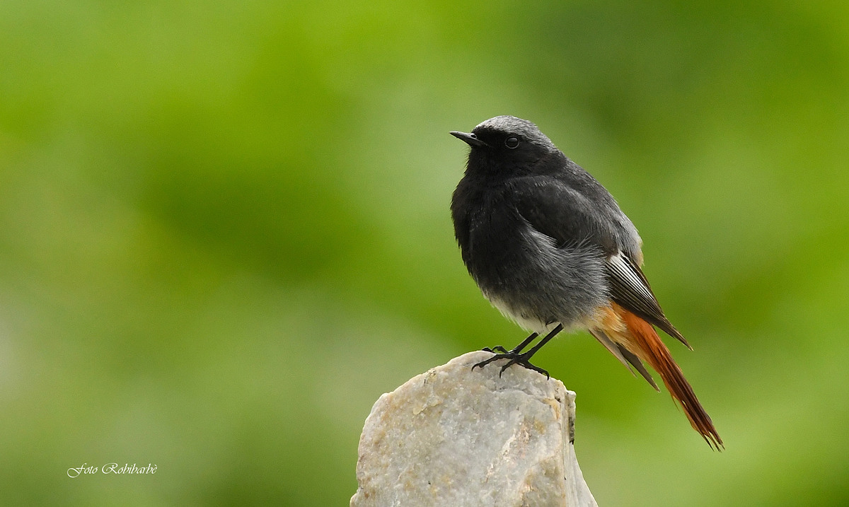 Codirosso spazzacamino...