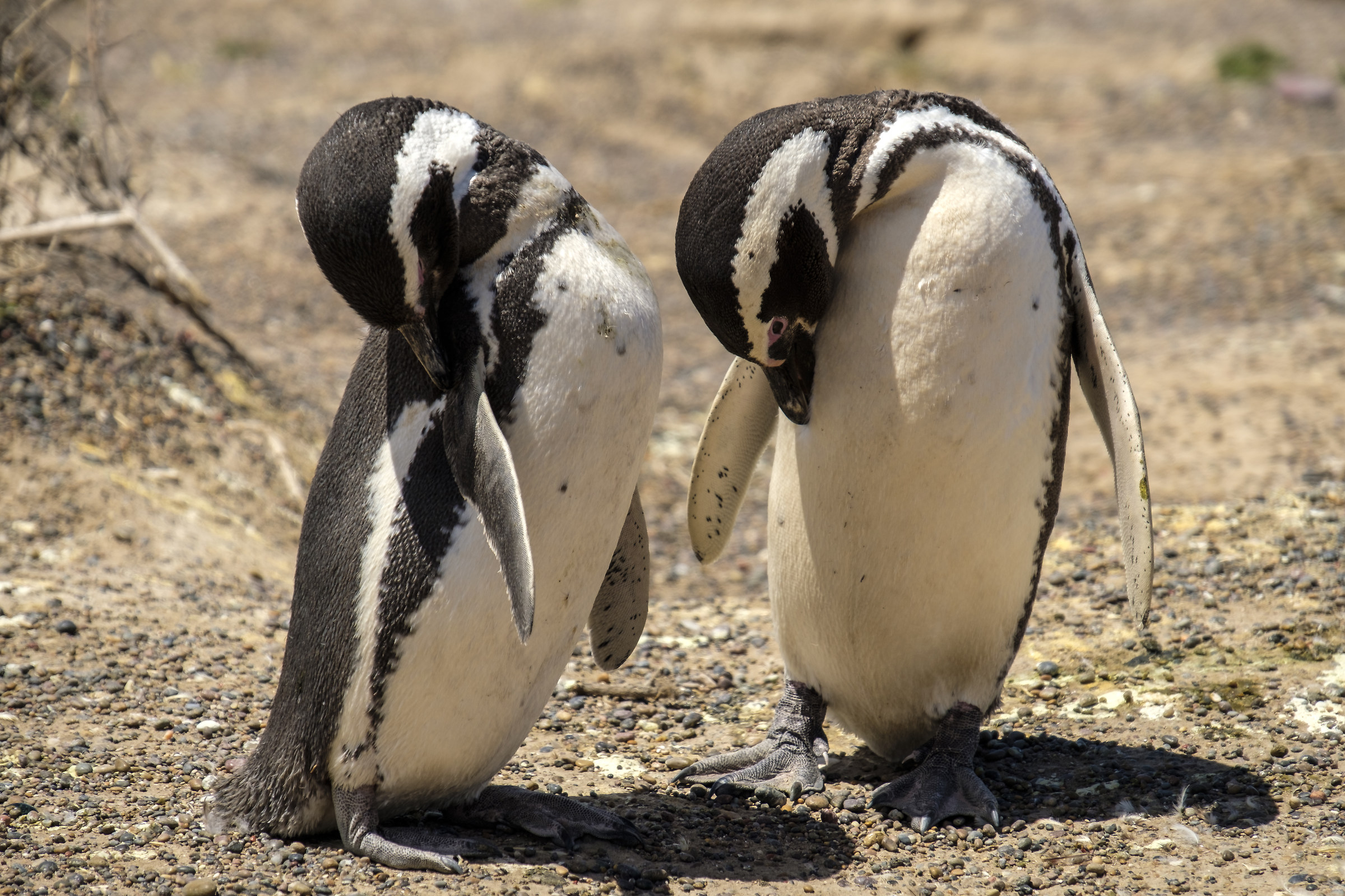 pinguini penisola valdes