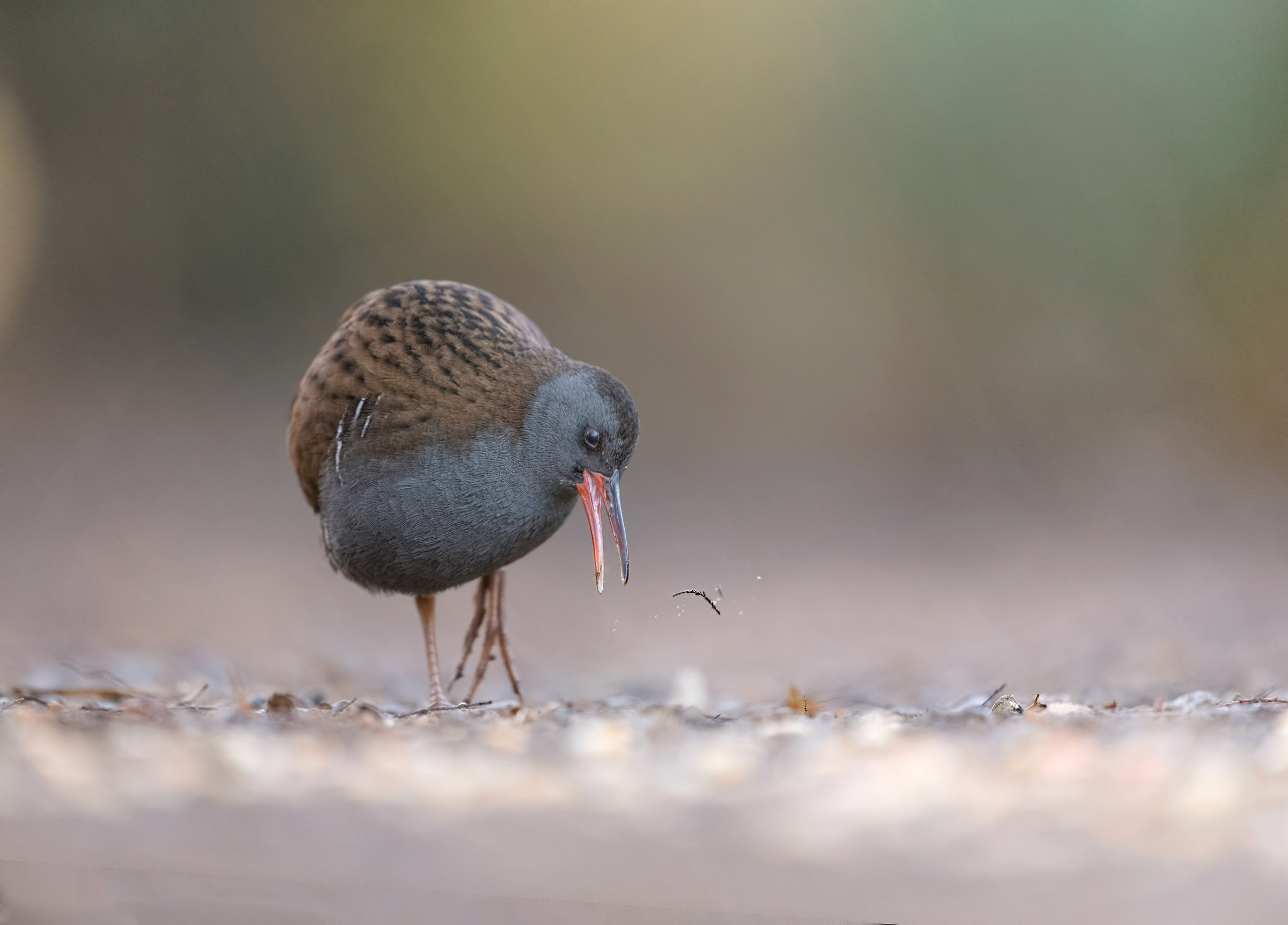 Water Rail