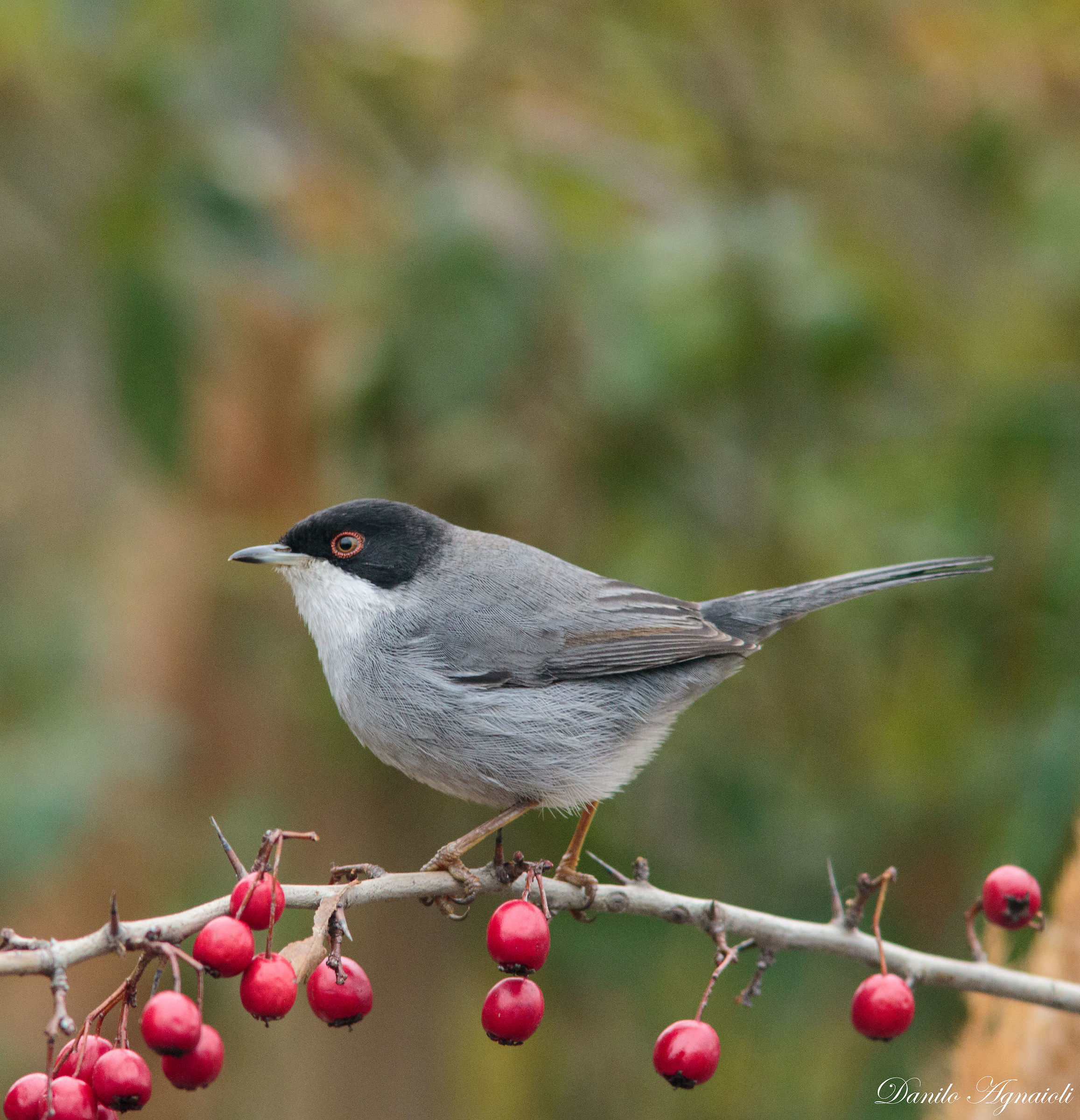How not to fall in love with these little feathered!