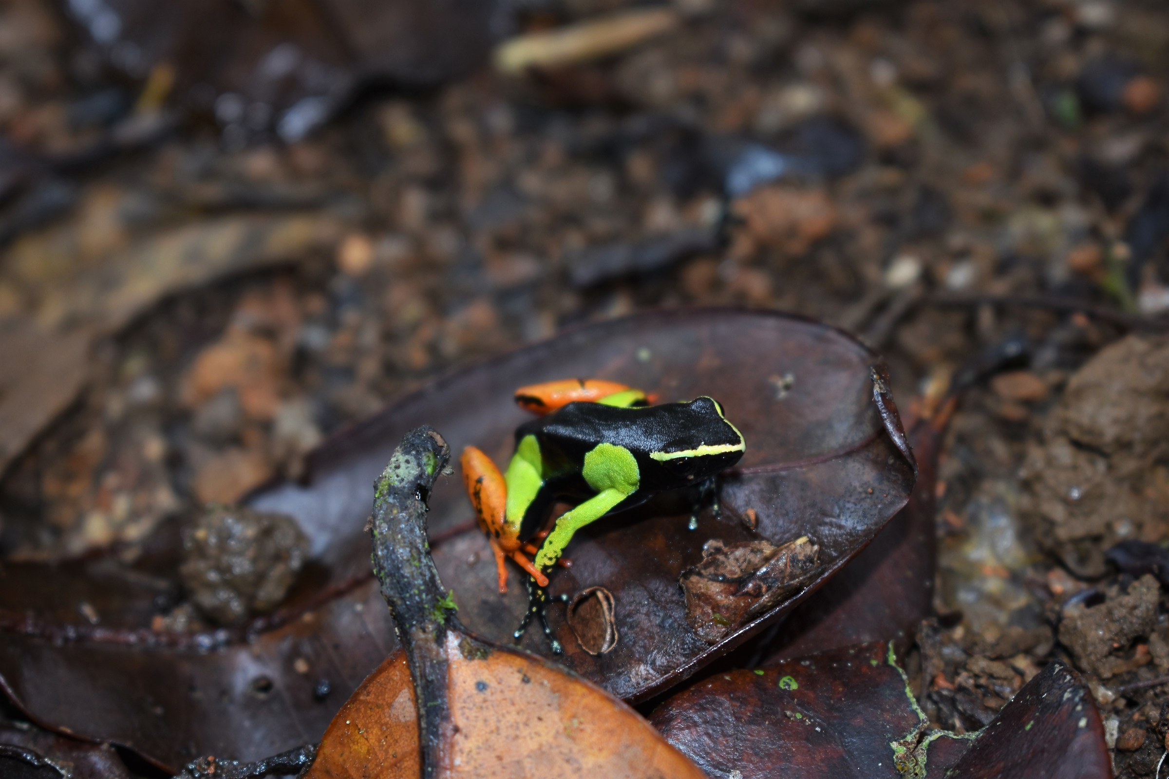 Mantella frog