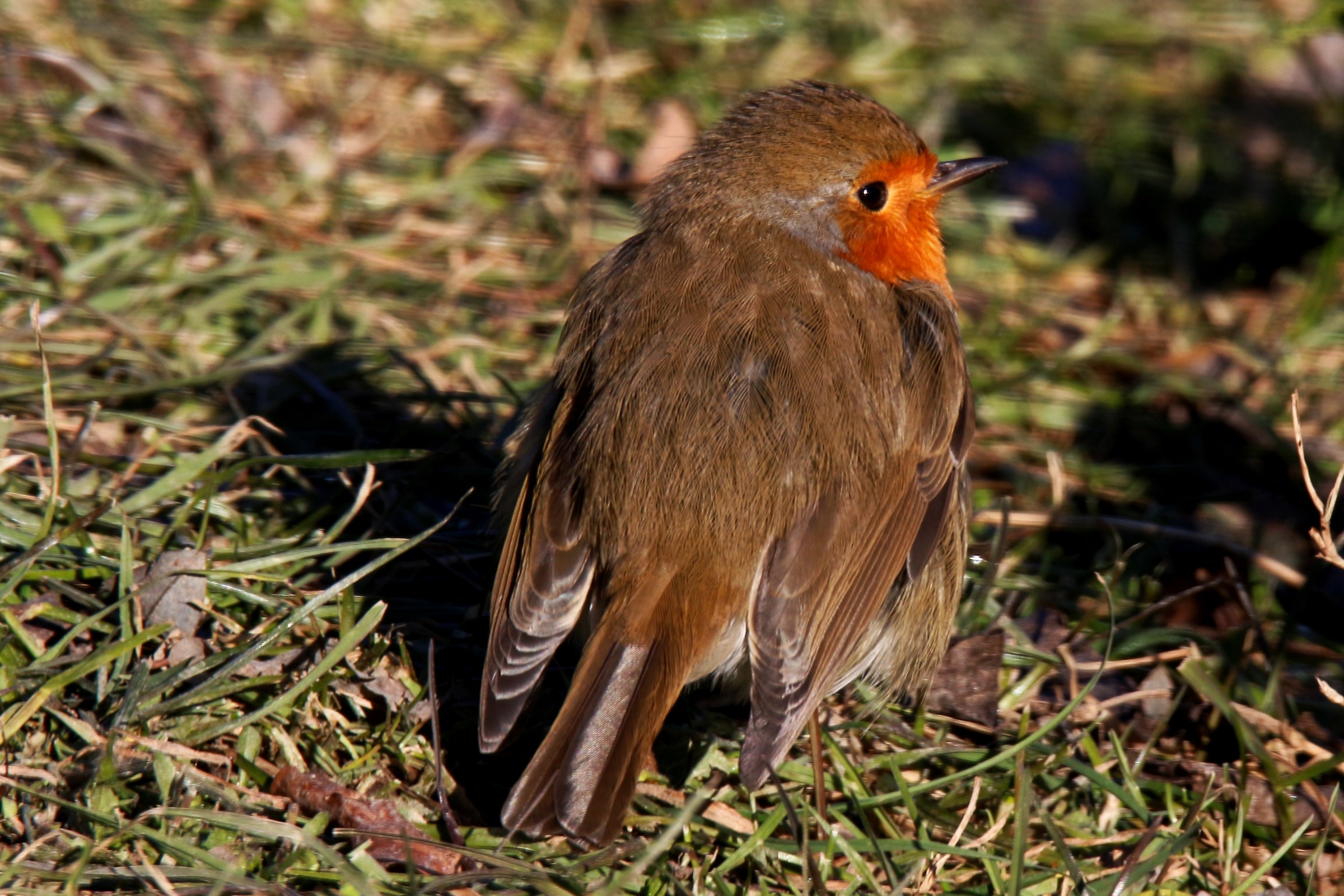 Il pettirosso si scalda al sole