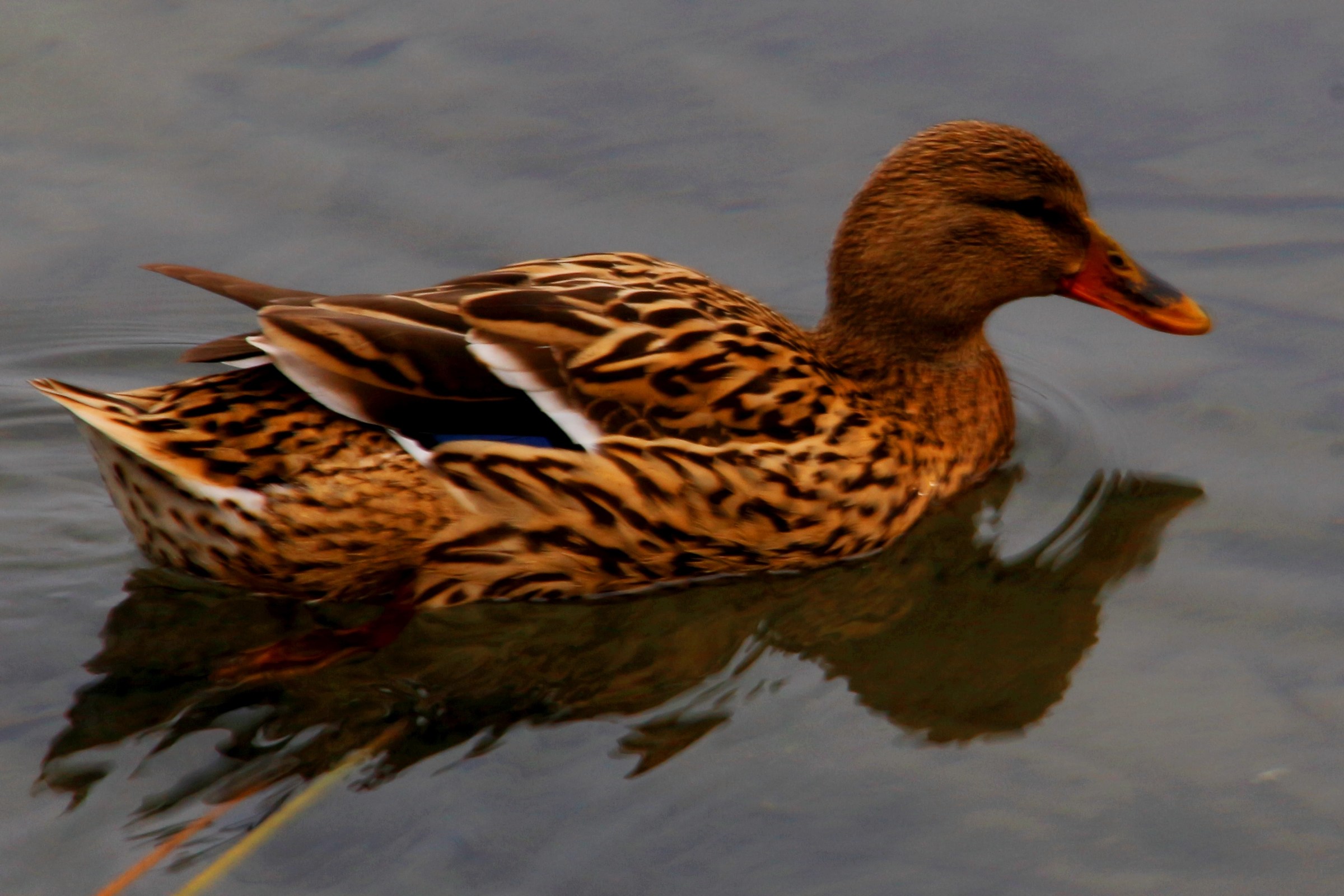 il germano sospettoso