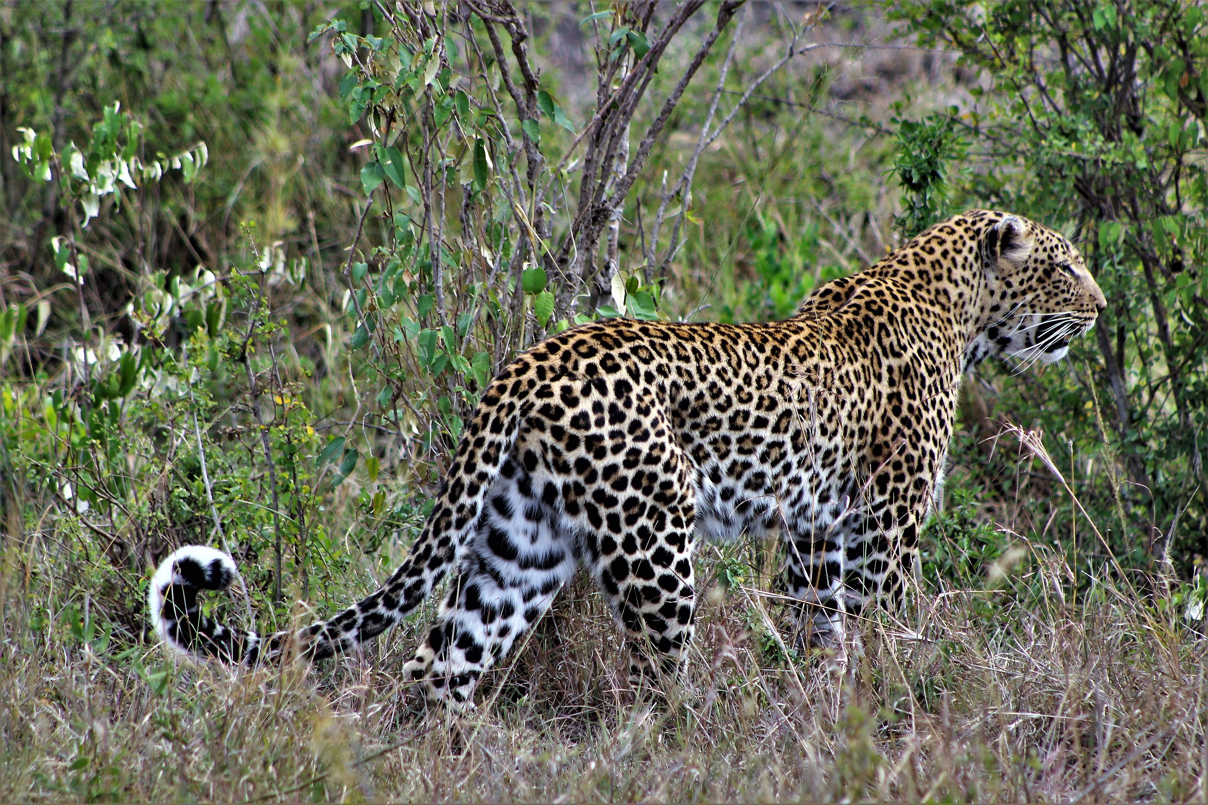 Leopardo in cerca di una preda si aggira guardingo