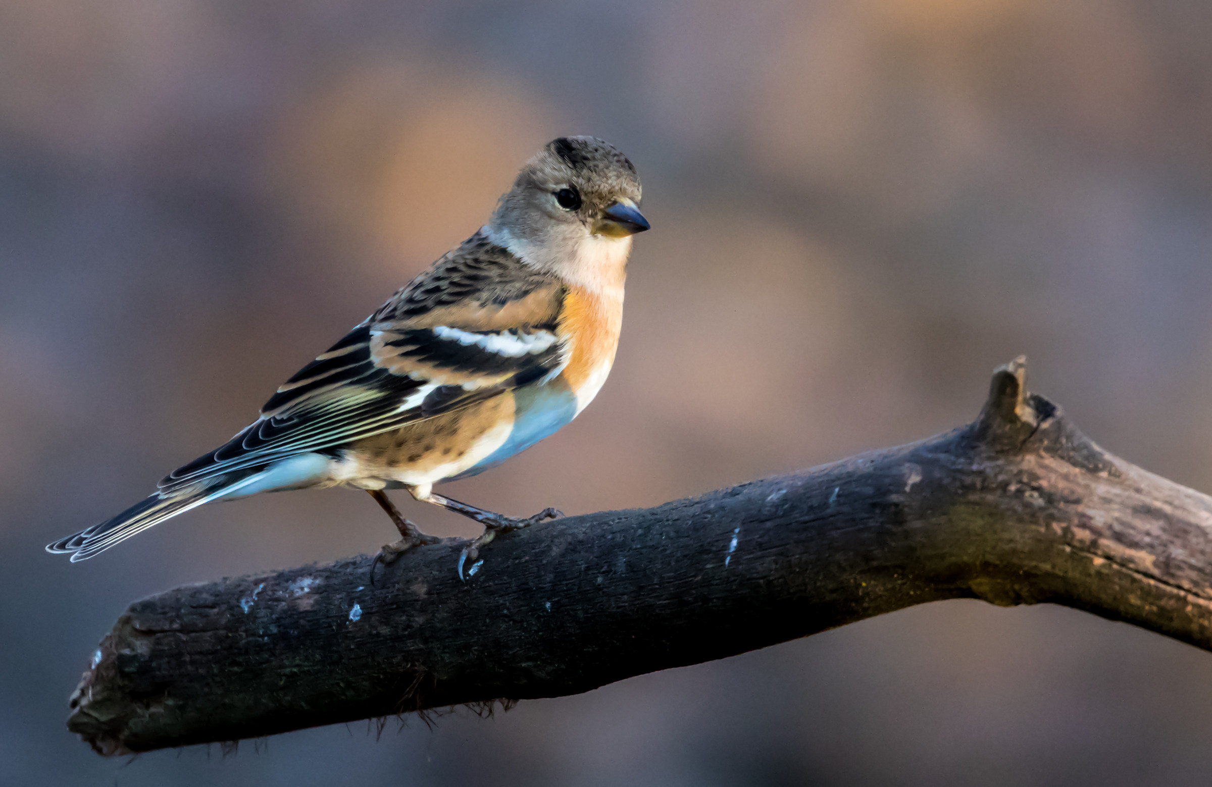 Brambling