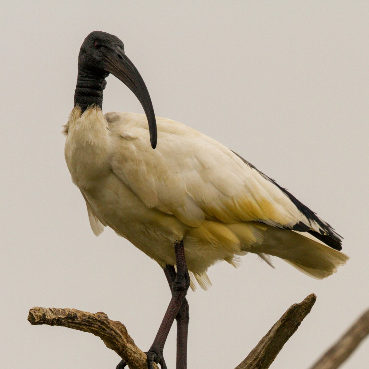 Ibis