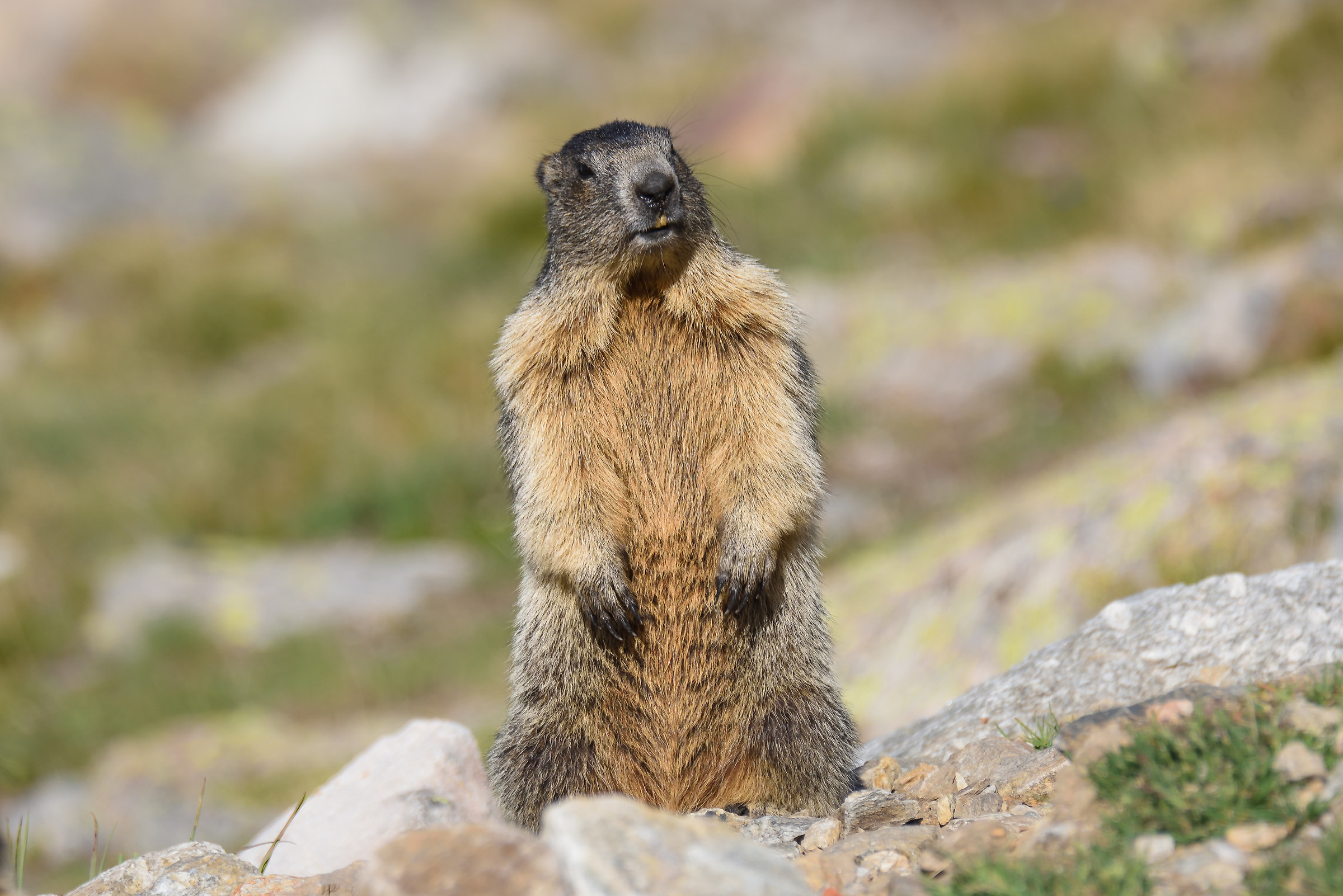 Marmotta Val Savarenche pian del Nivolet