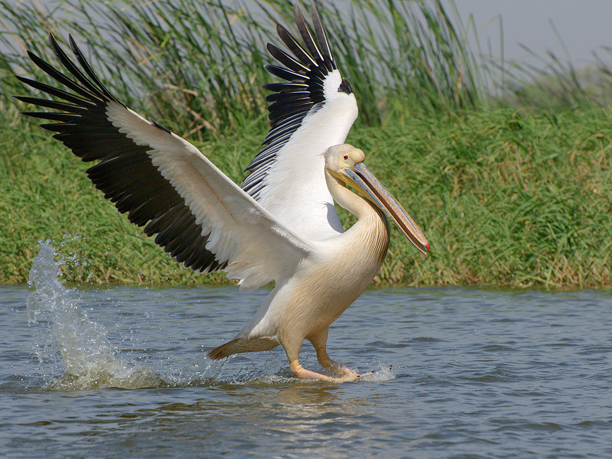 Pelican coming on the water