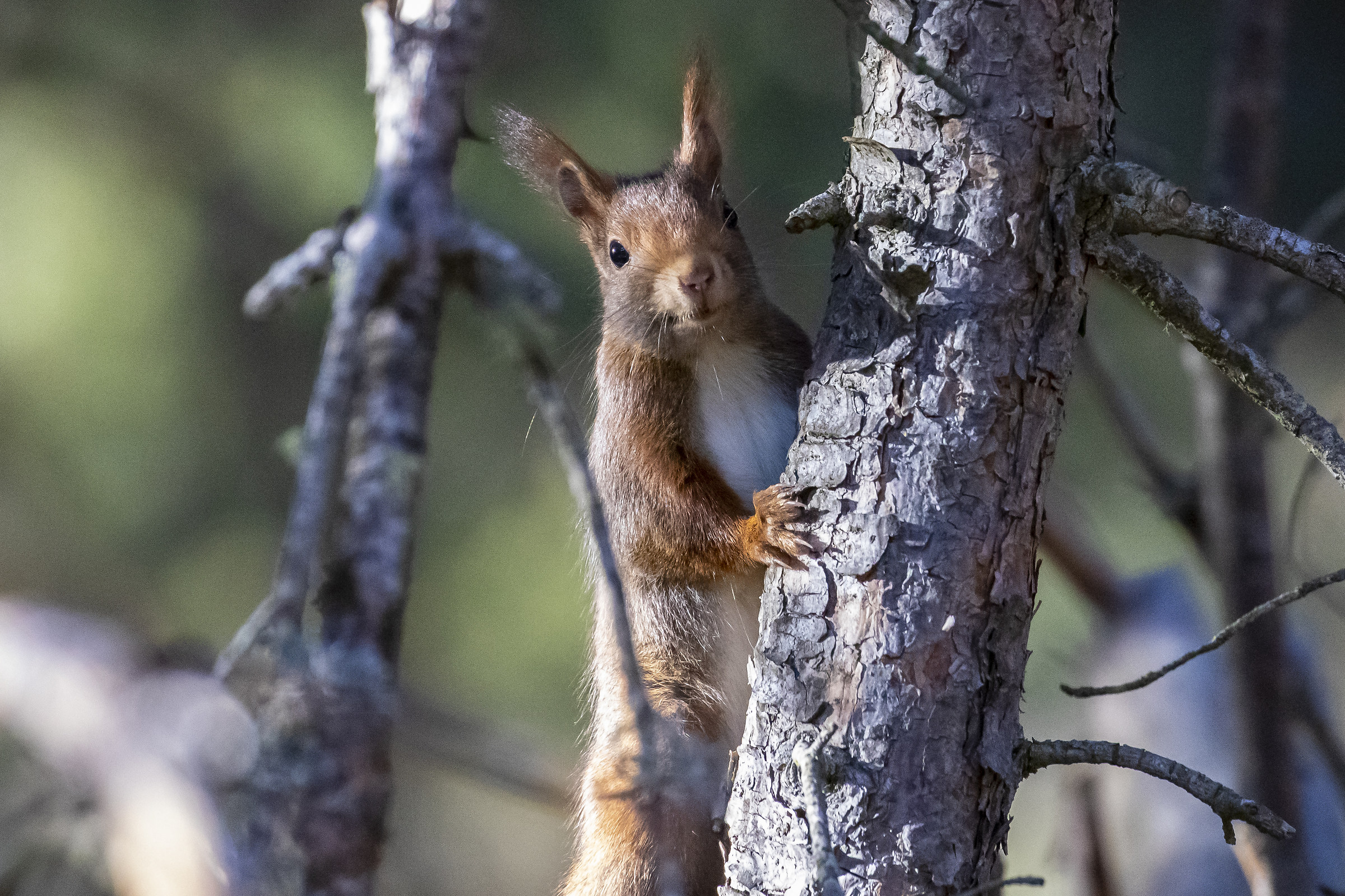Scoiattolo (sciurus vulgaris)