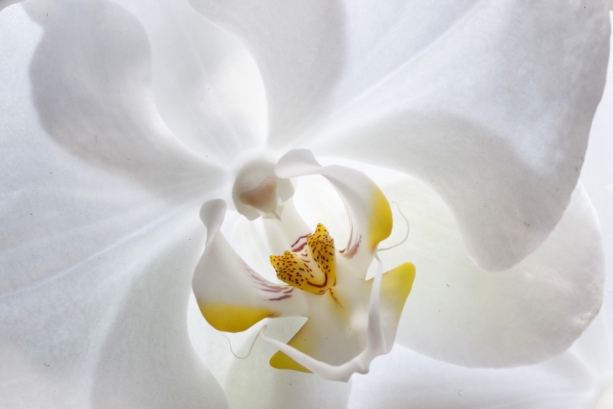 White Orchid