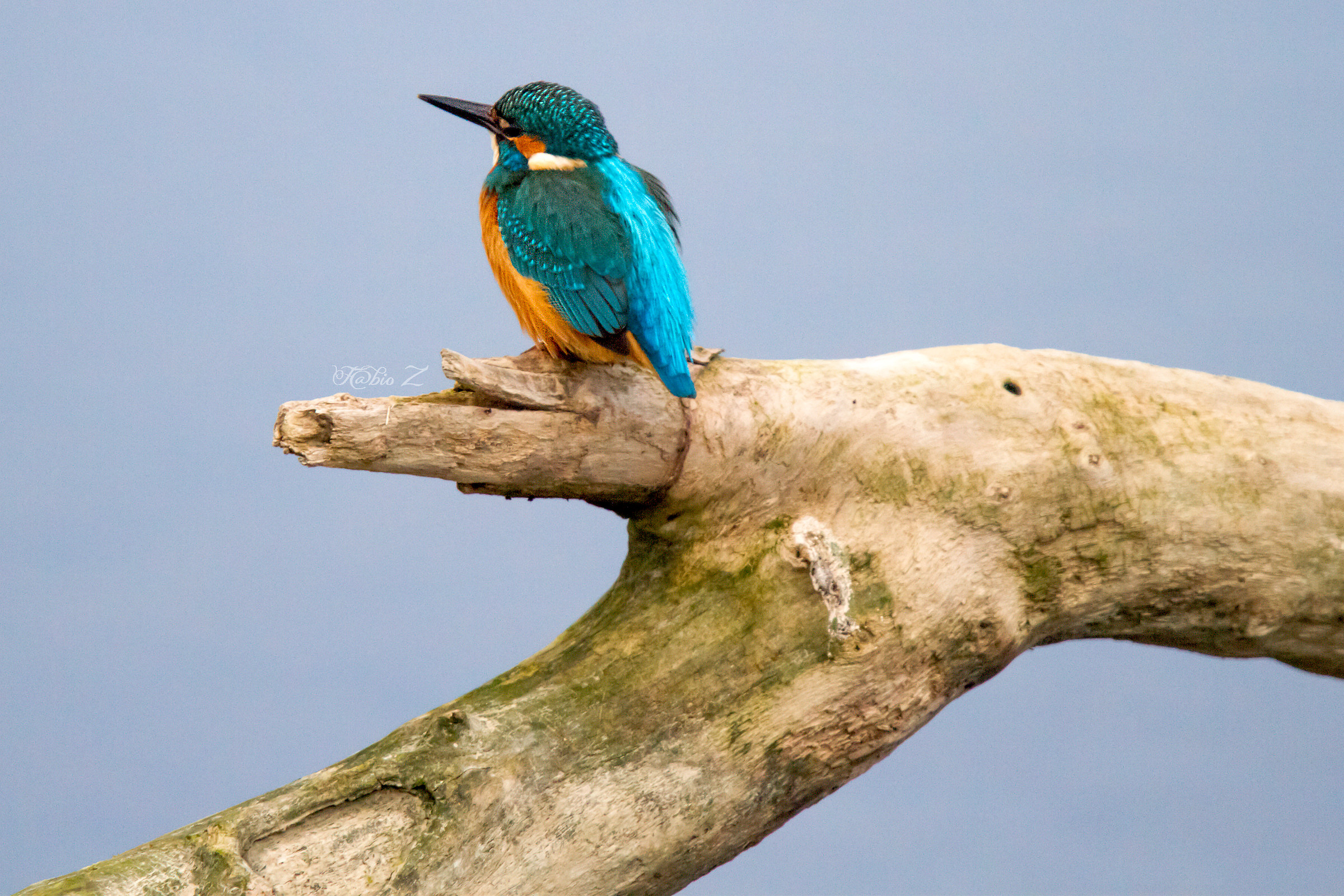 Kingfisher