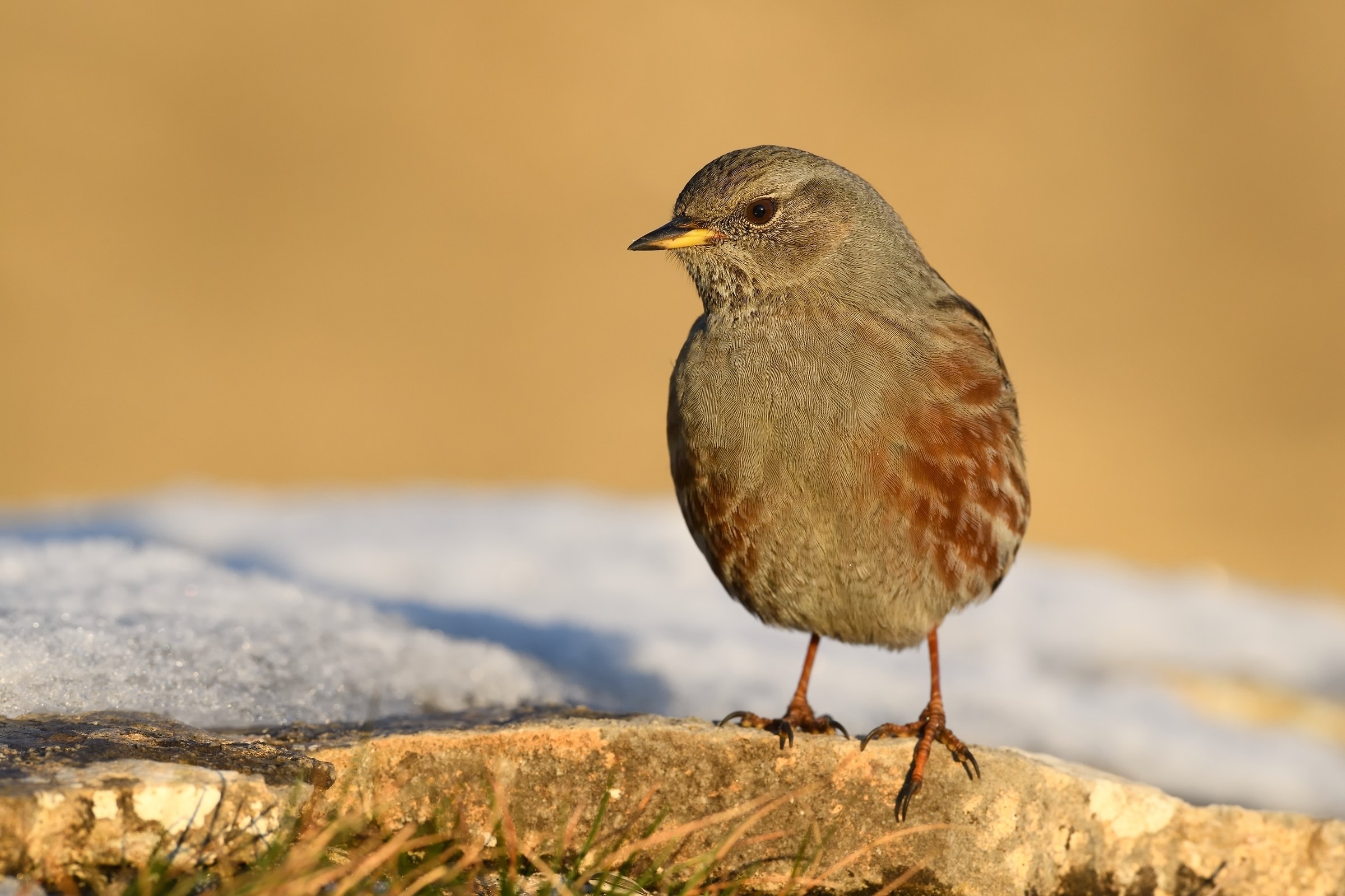 Sordone al tramonto.