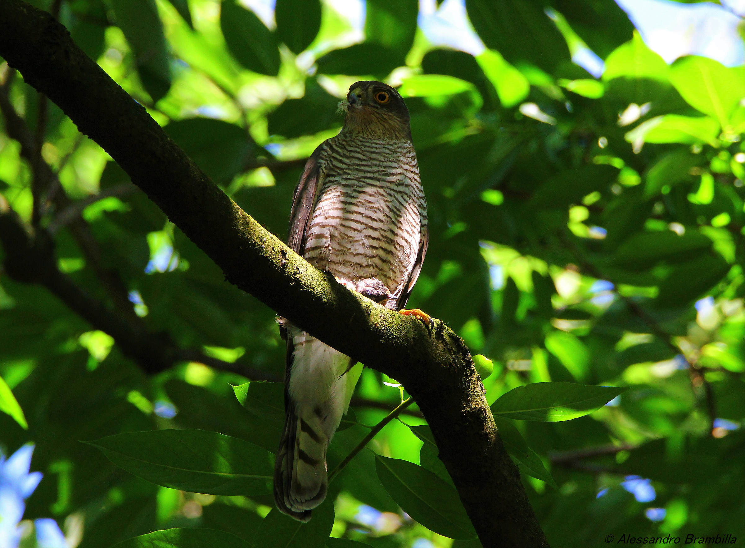 Sparviere with Swallow