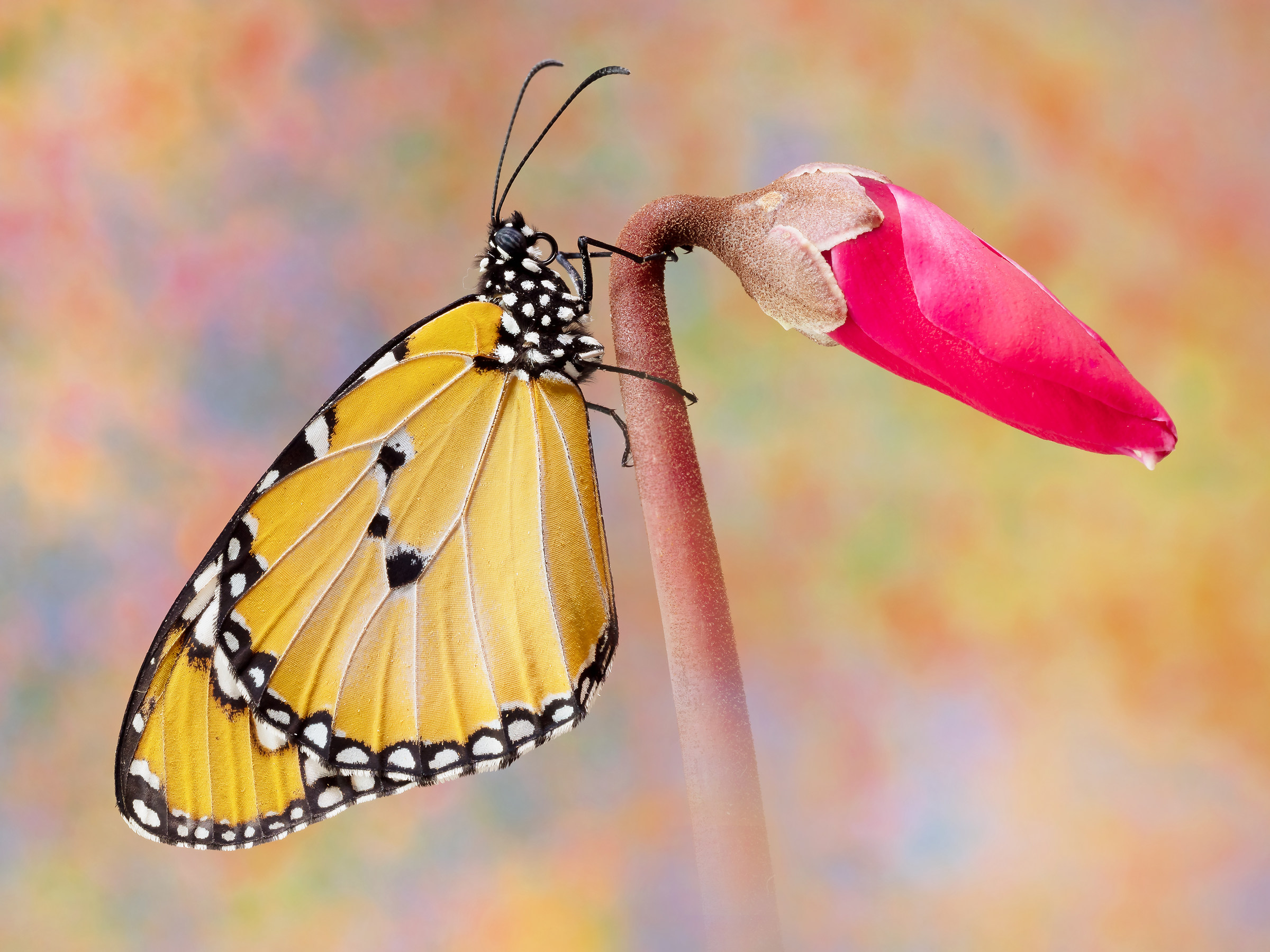 Danaus chrysippus (Linnaeus, 1758)