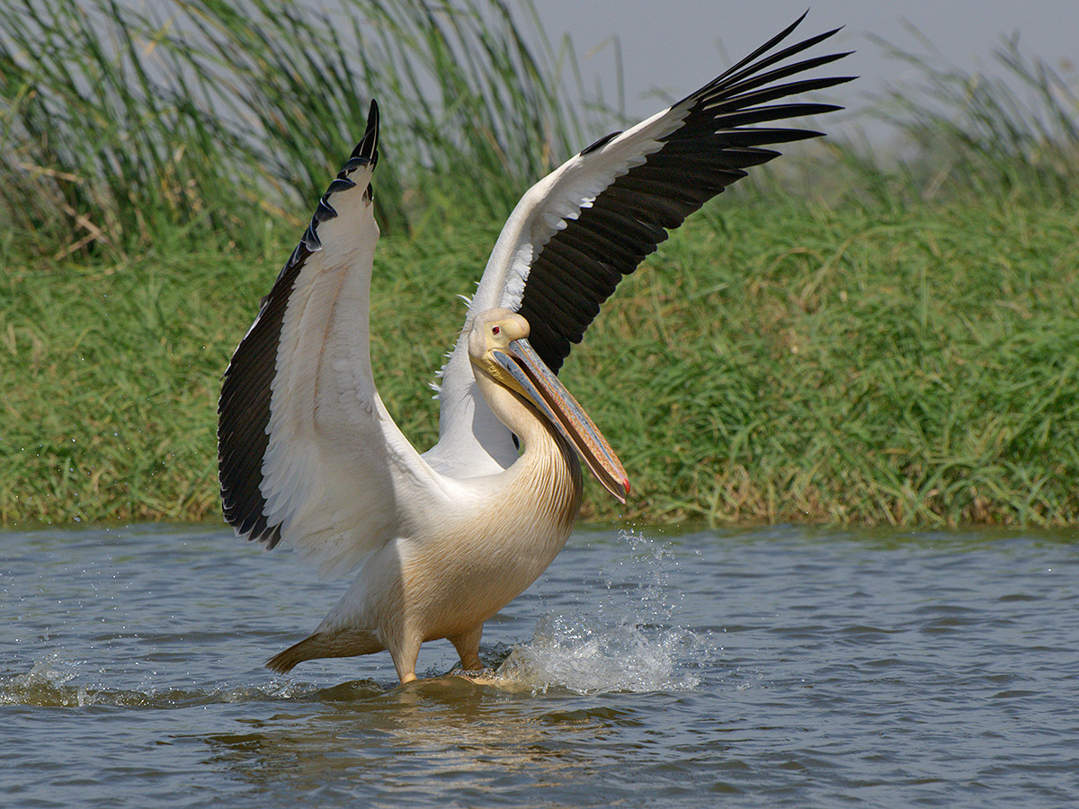 Pelican coming on Water (2)