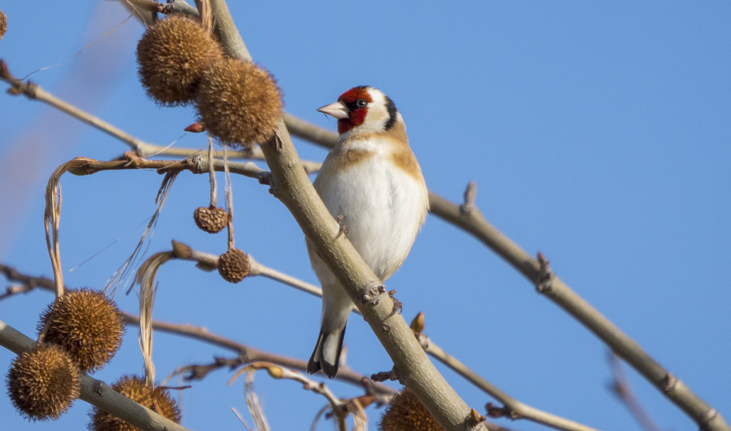 Goldfinch