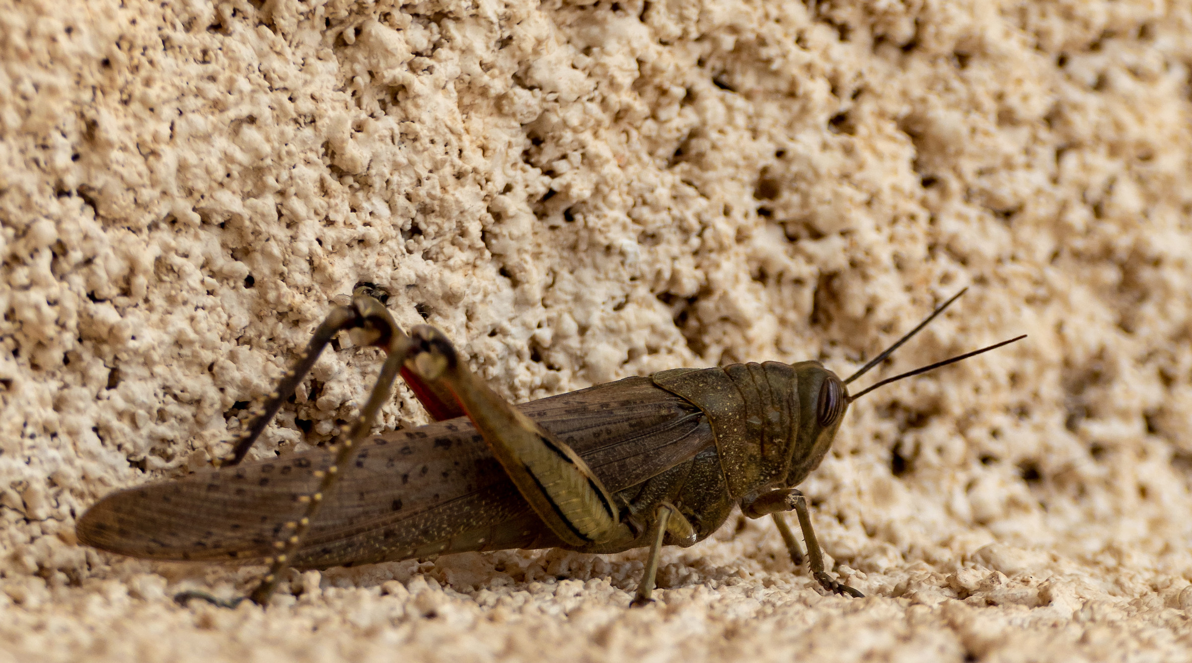 Grasshopper