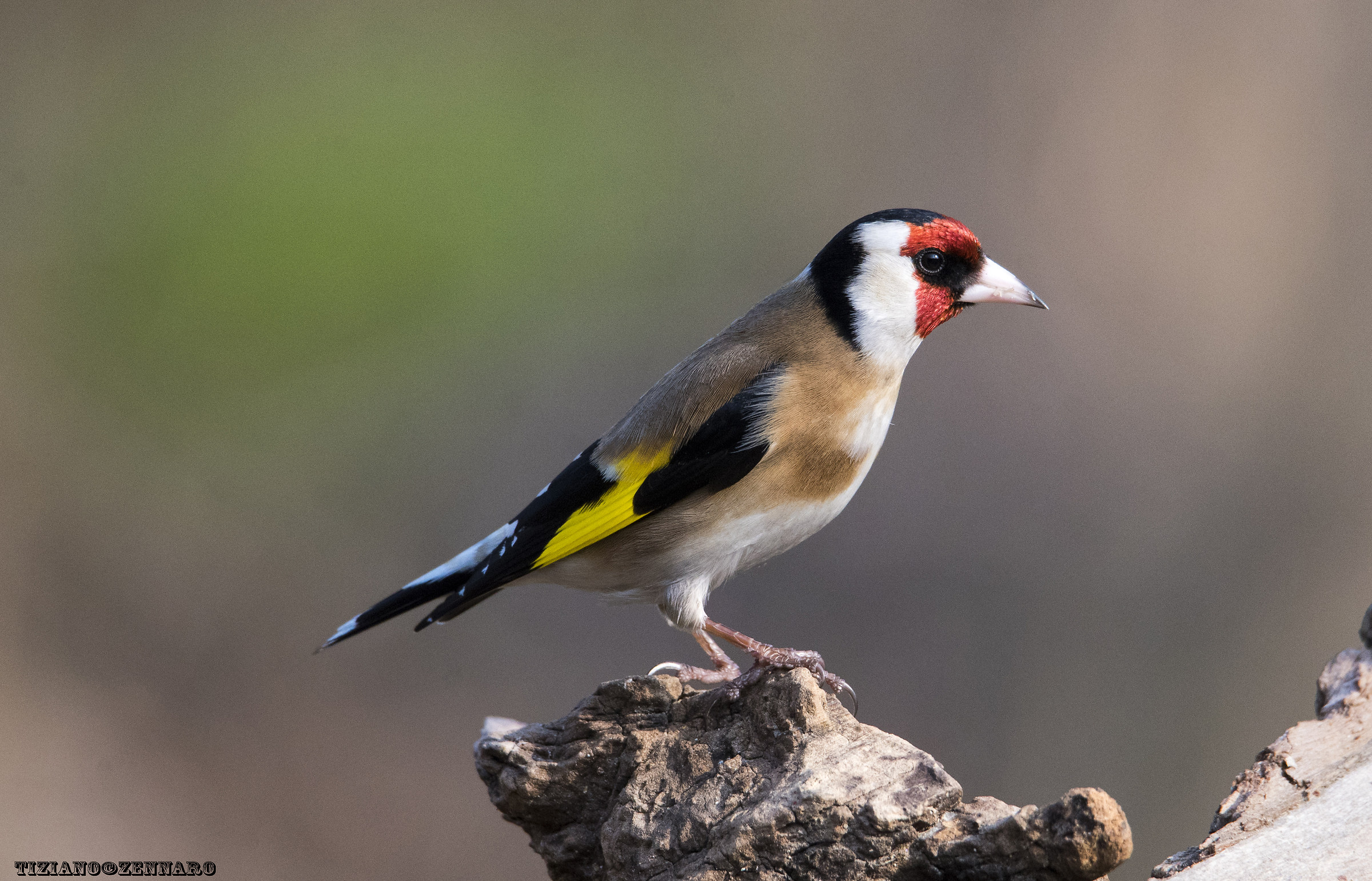 Goldfinch