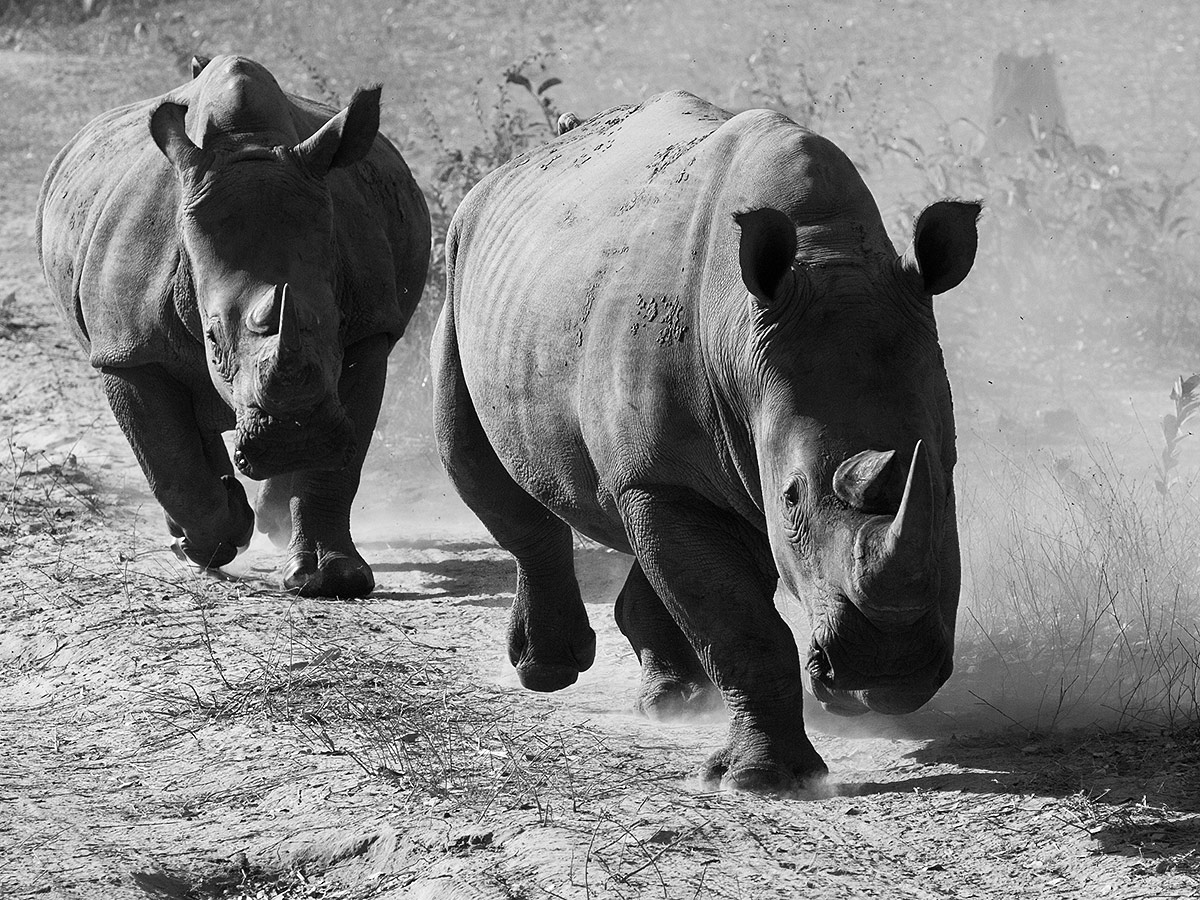 Rhinos