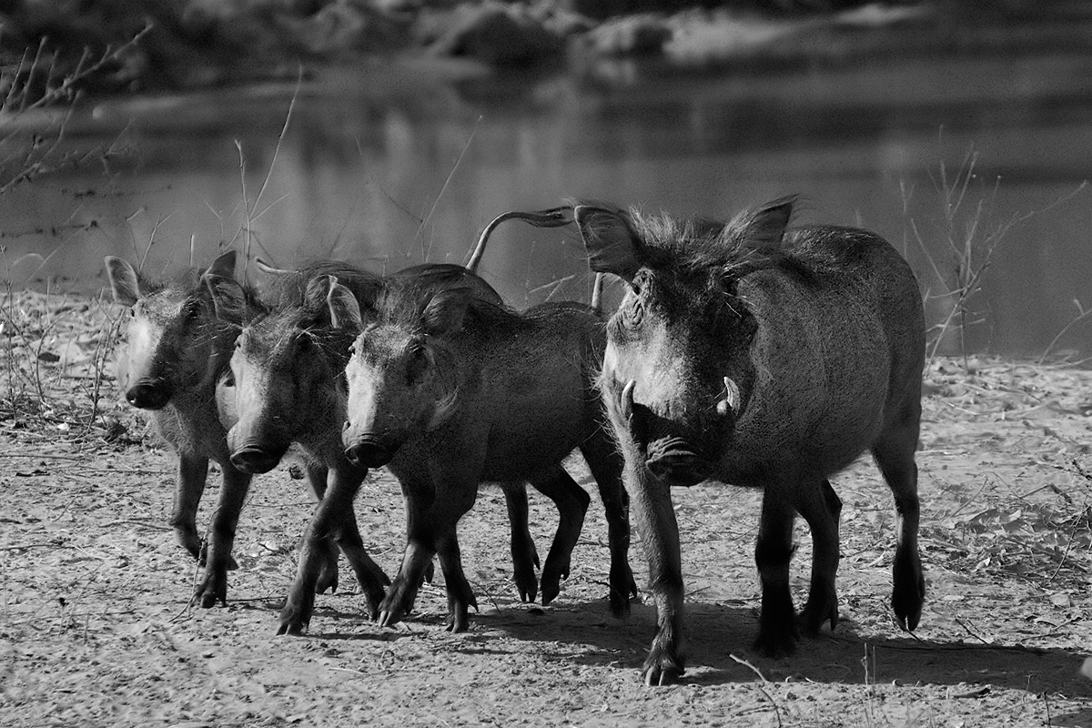 Mamigliola of Warcoceri