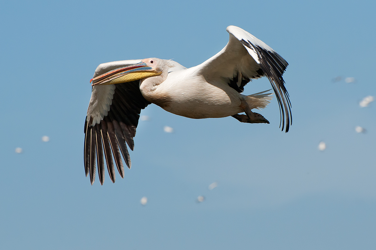 Pelican in Flight