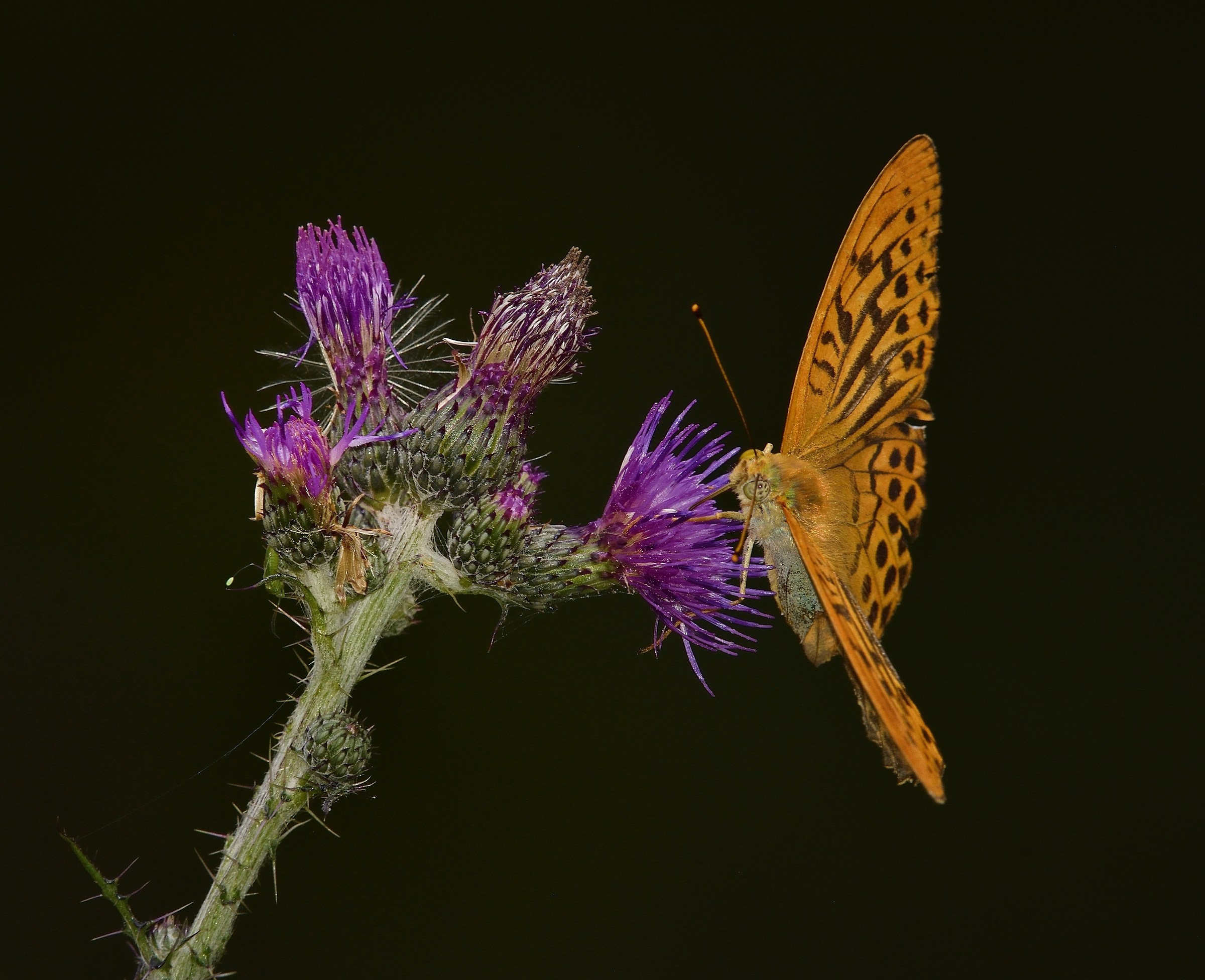 curiosando nell'hard disk