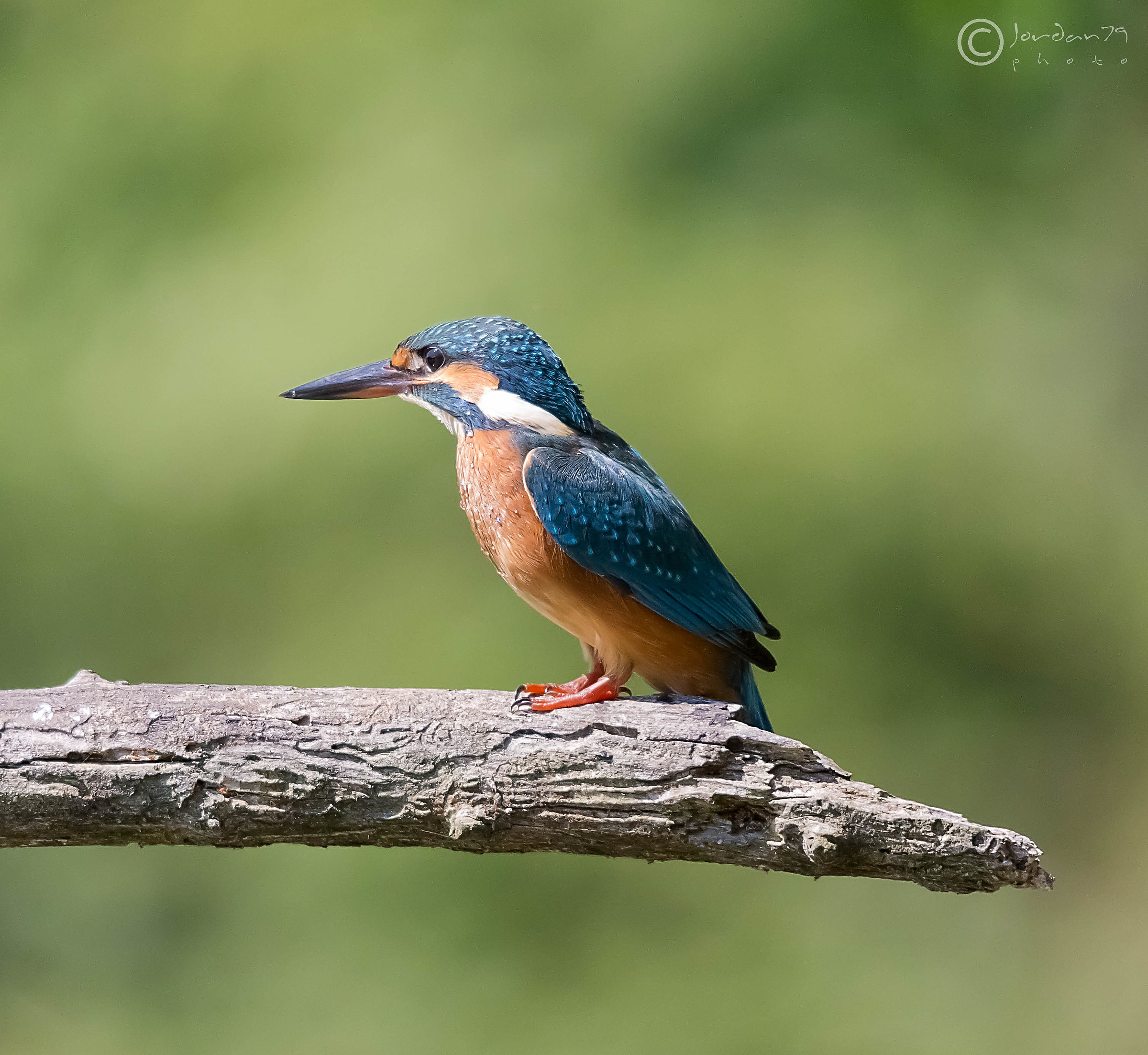 Martino on Ramo-2019