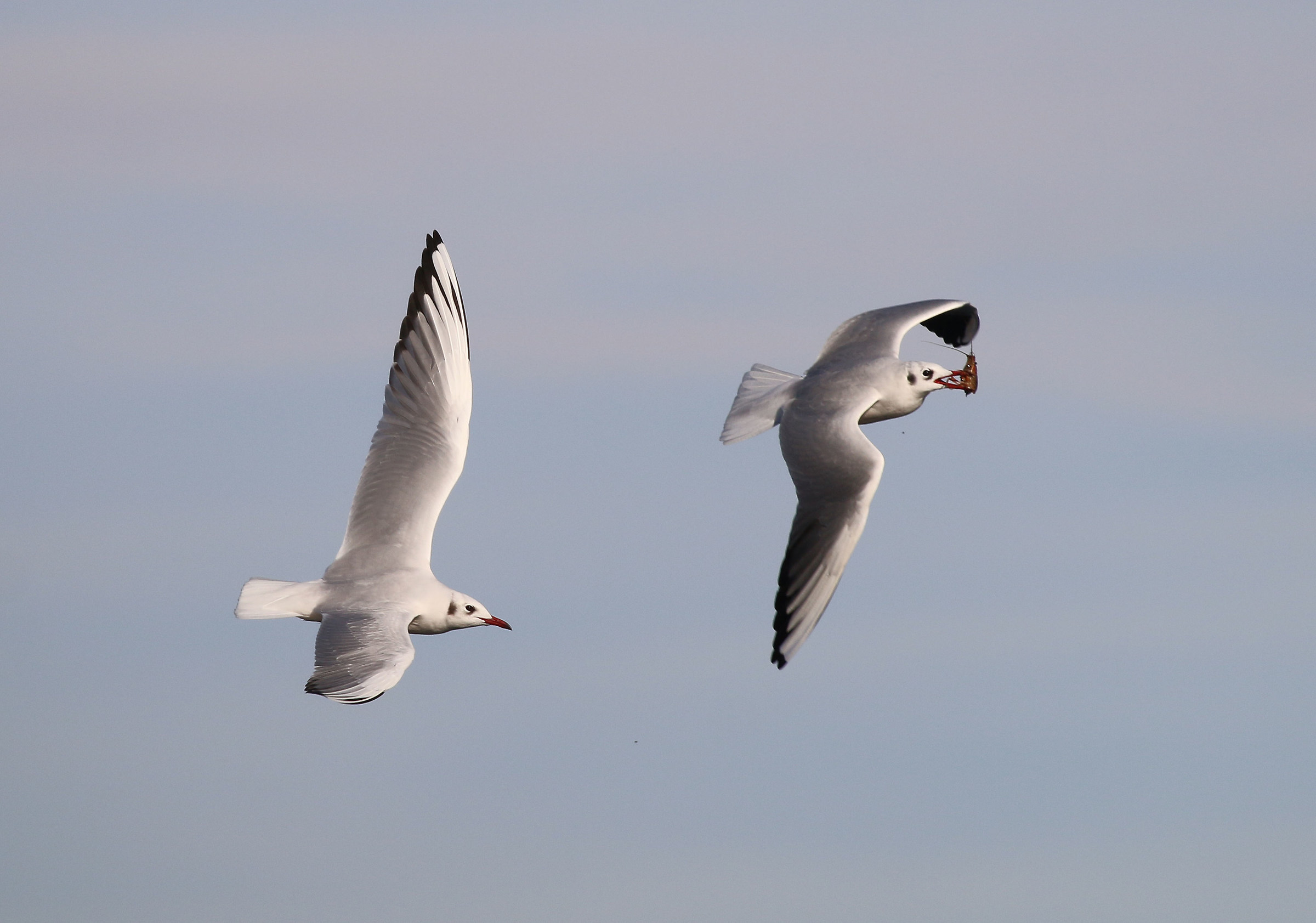 Stop that I'm hungry too!