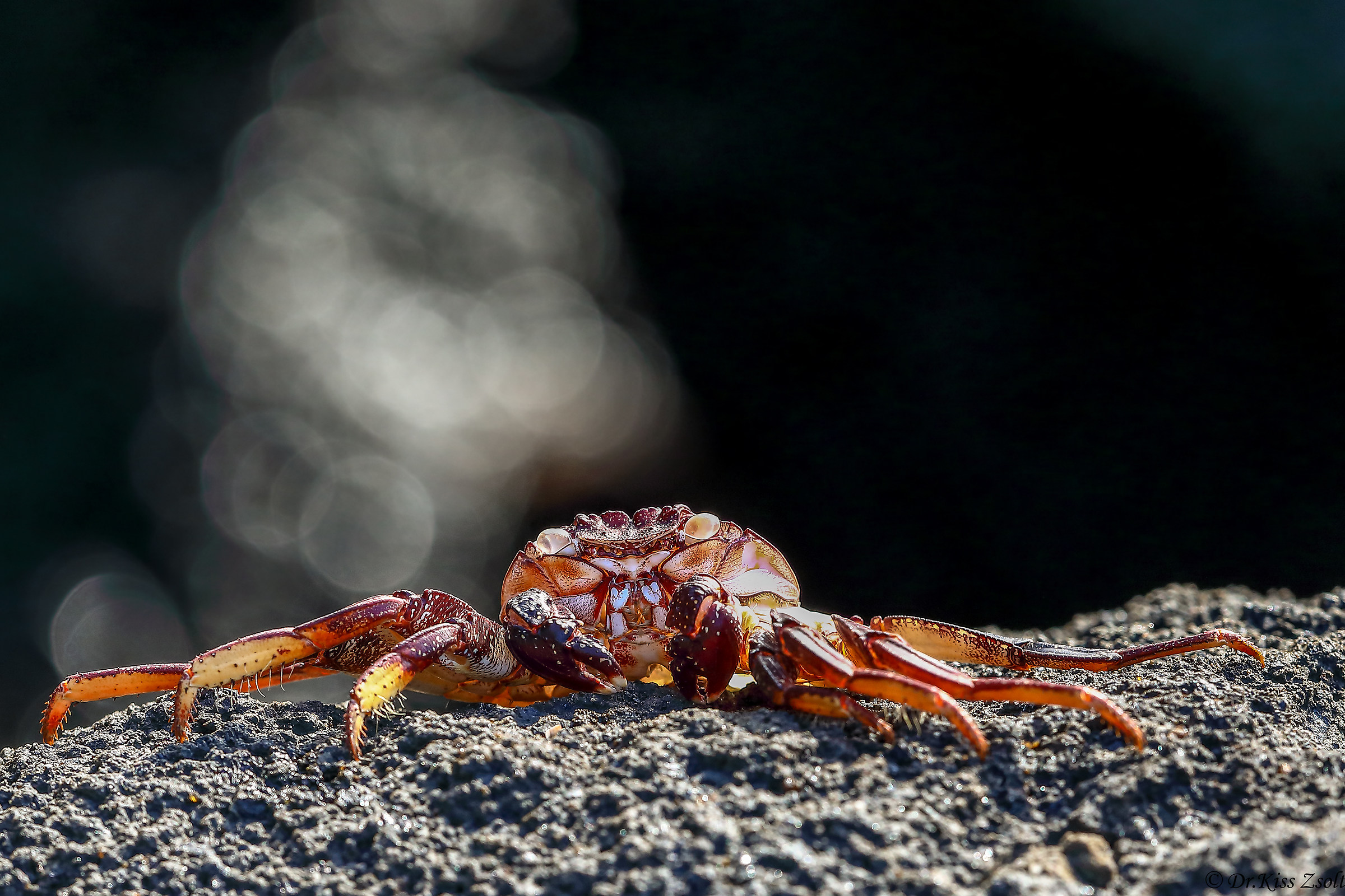 Granchio rosso della roccia