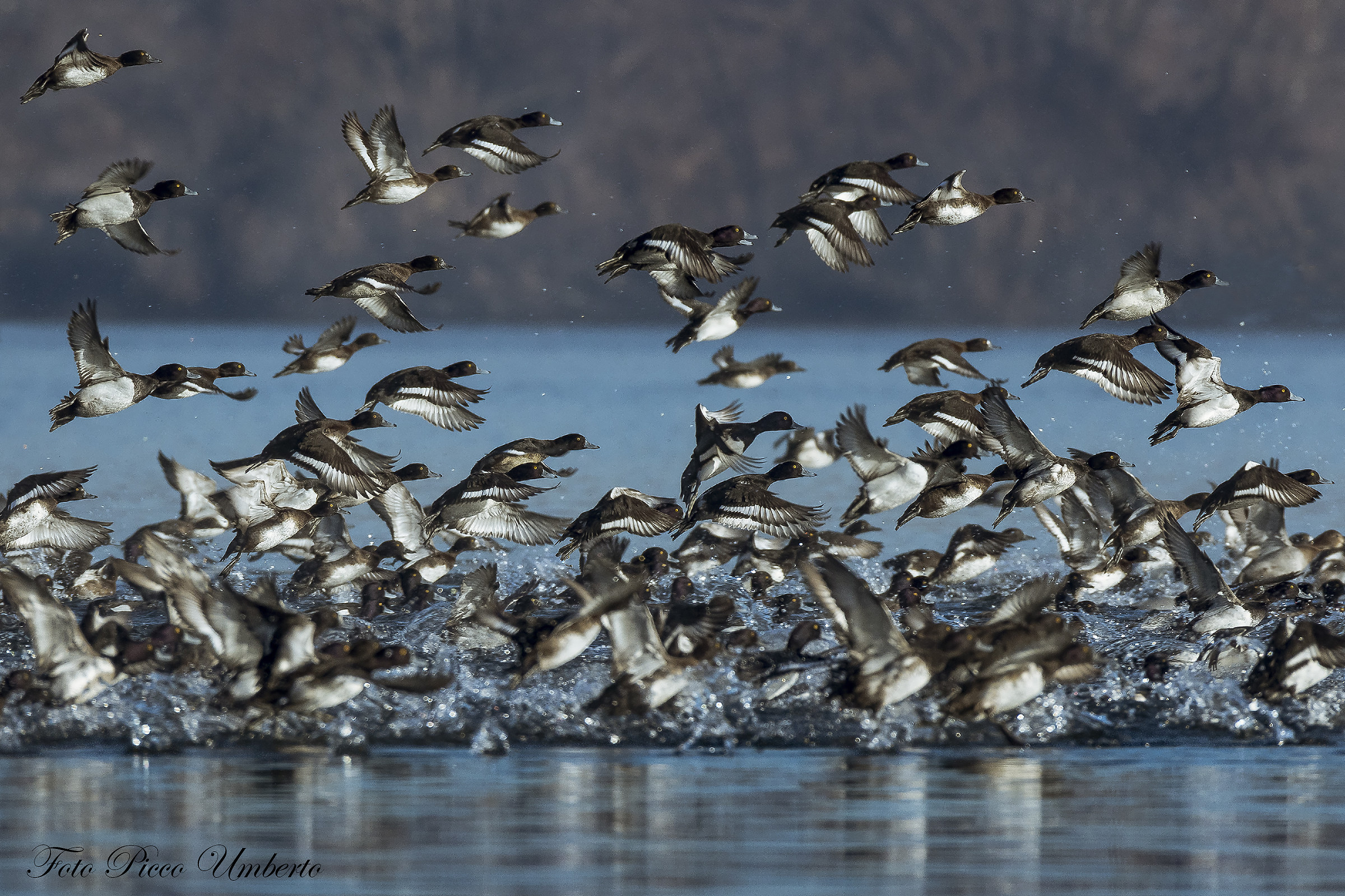 il caos nel apparire una poiana