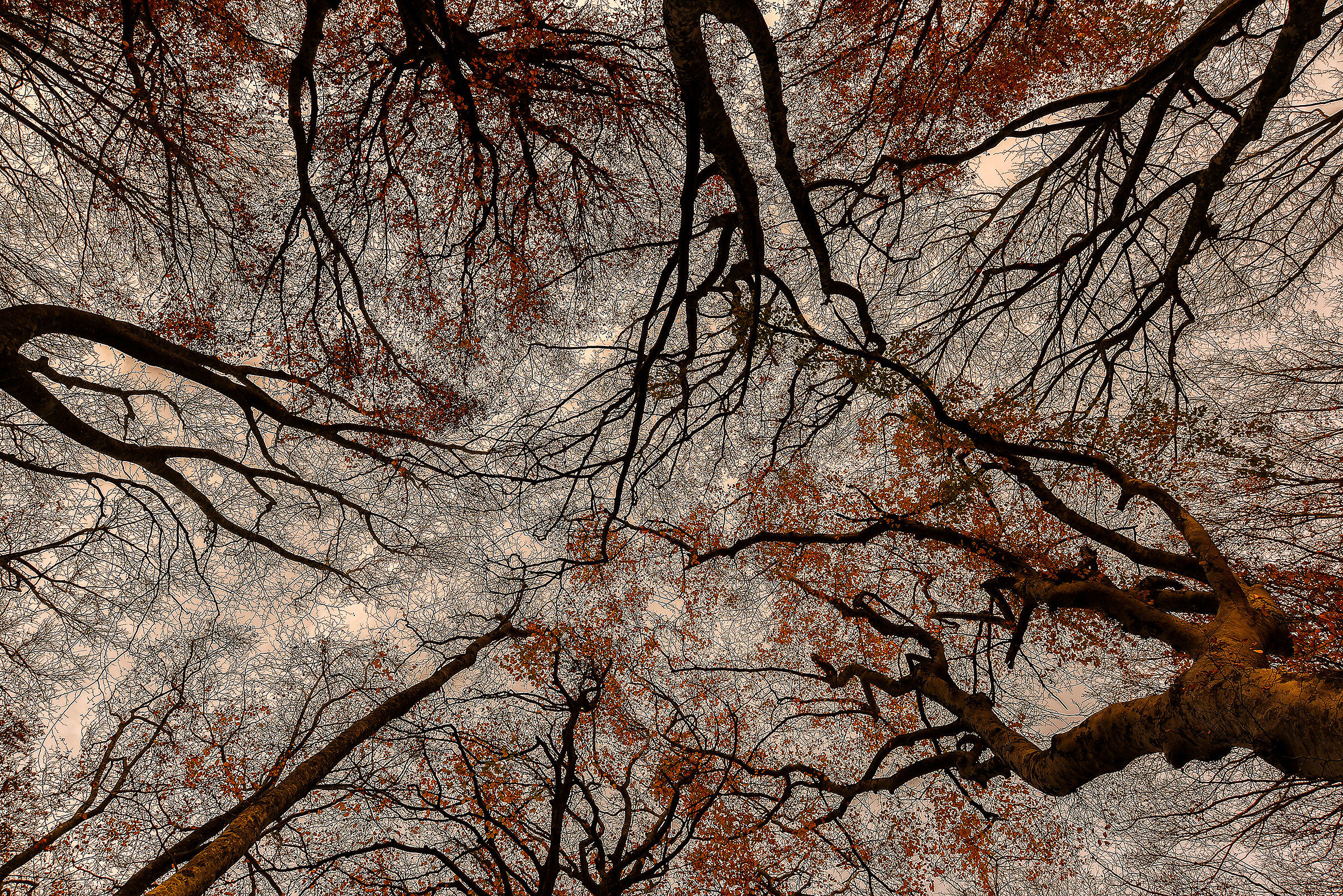 The forest of the beech forests of Canfaito (MC)