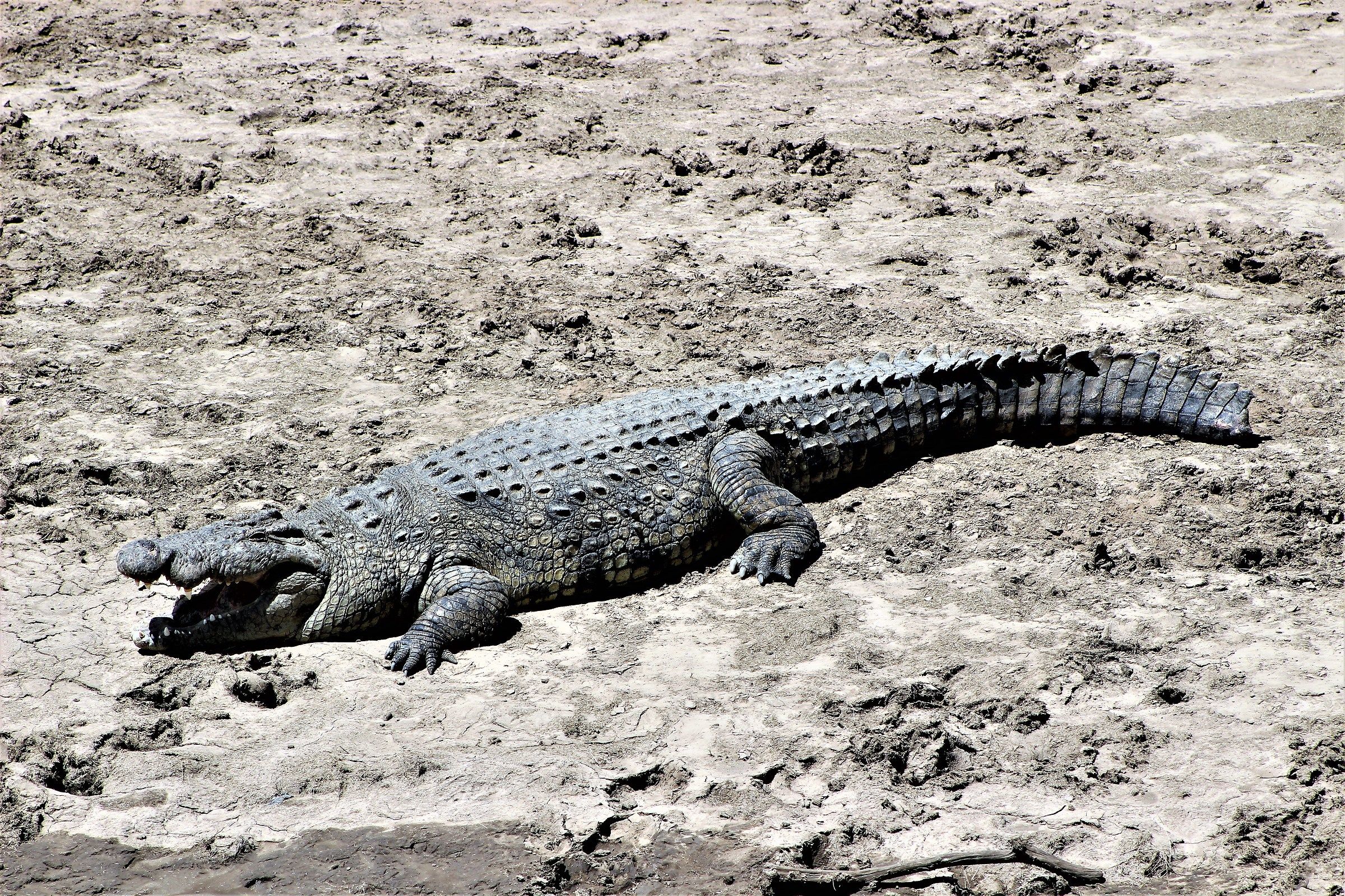 Coccodrillo del Nilo