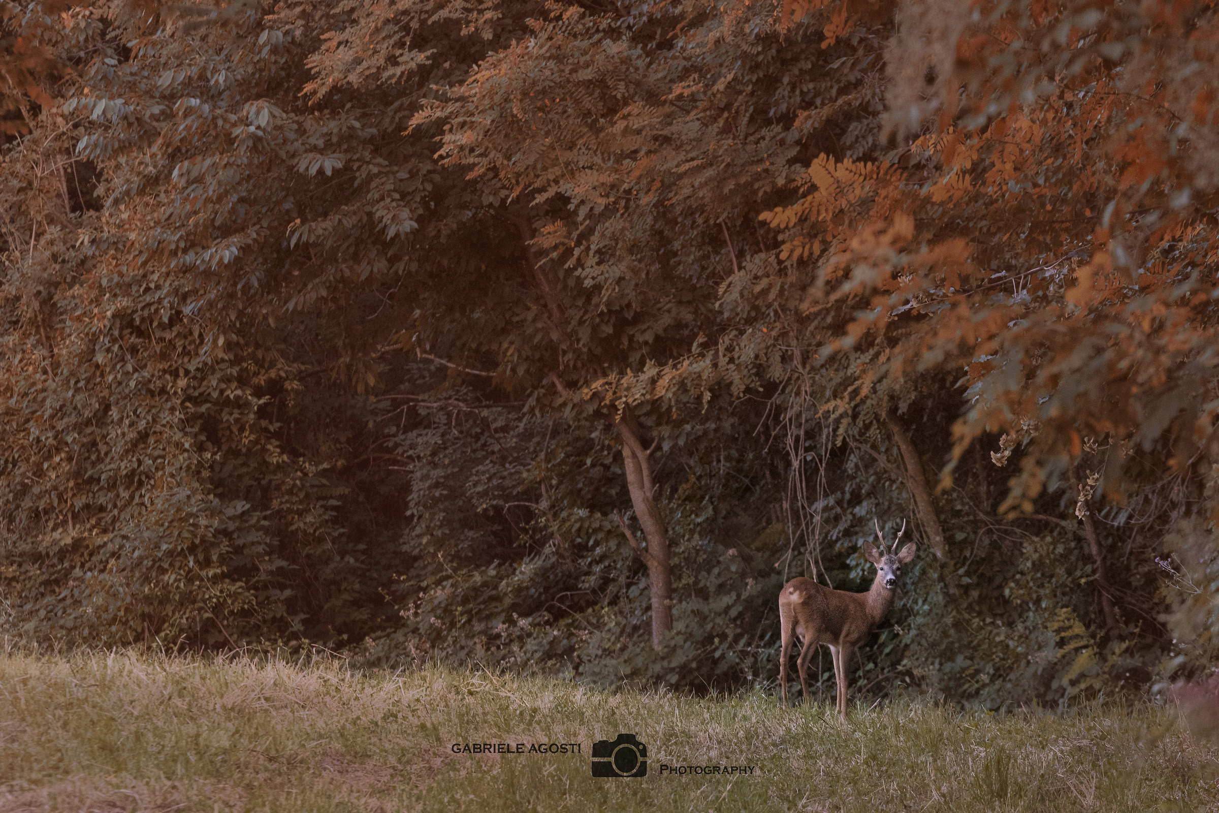 Un ultimo sguardo prima di scomparire...