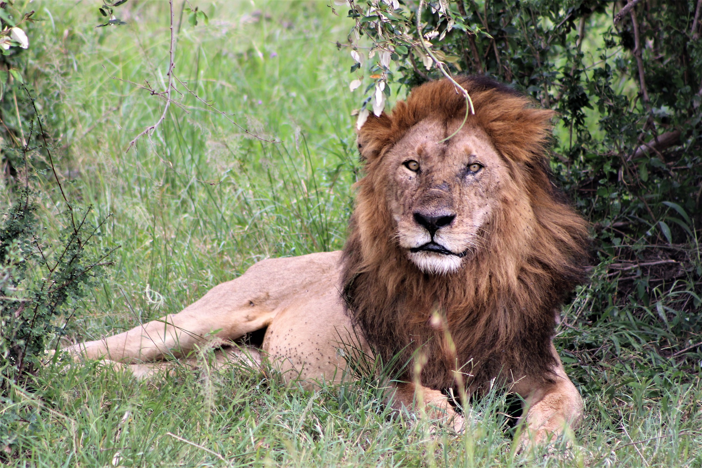 Il re della foresta in tutto il suo splendore
