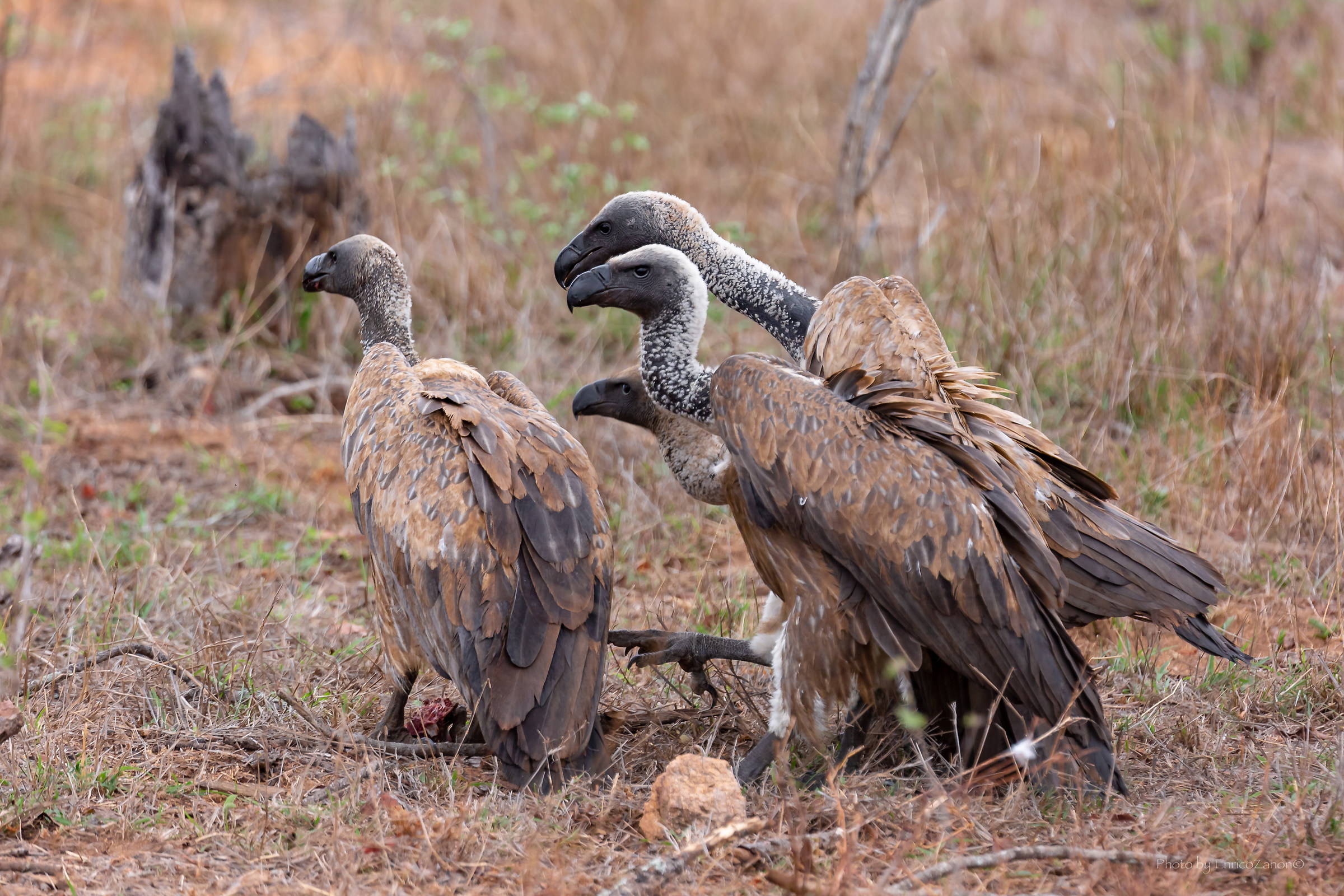 Vultures