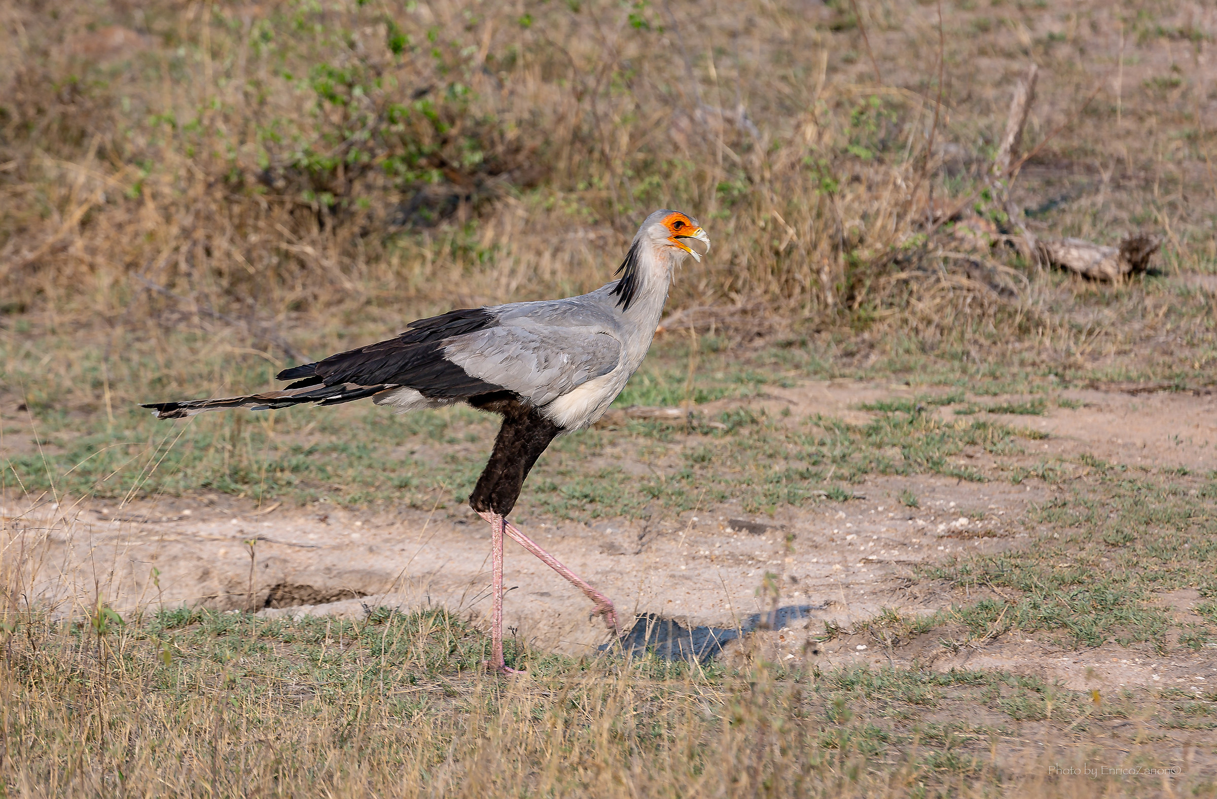 Secretarybird