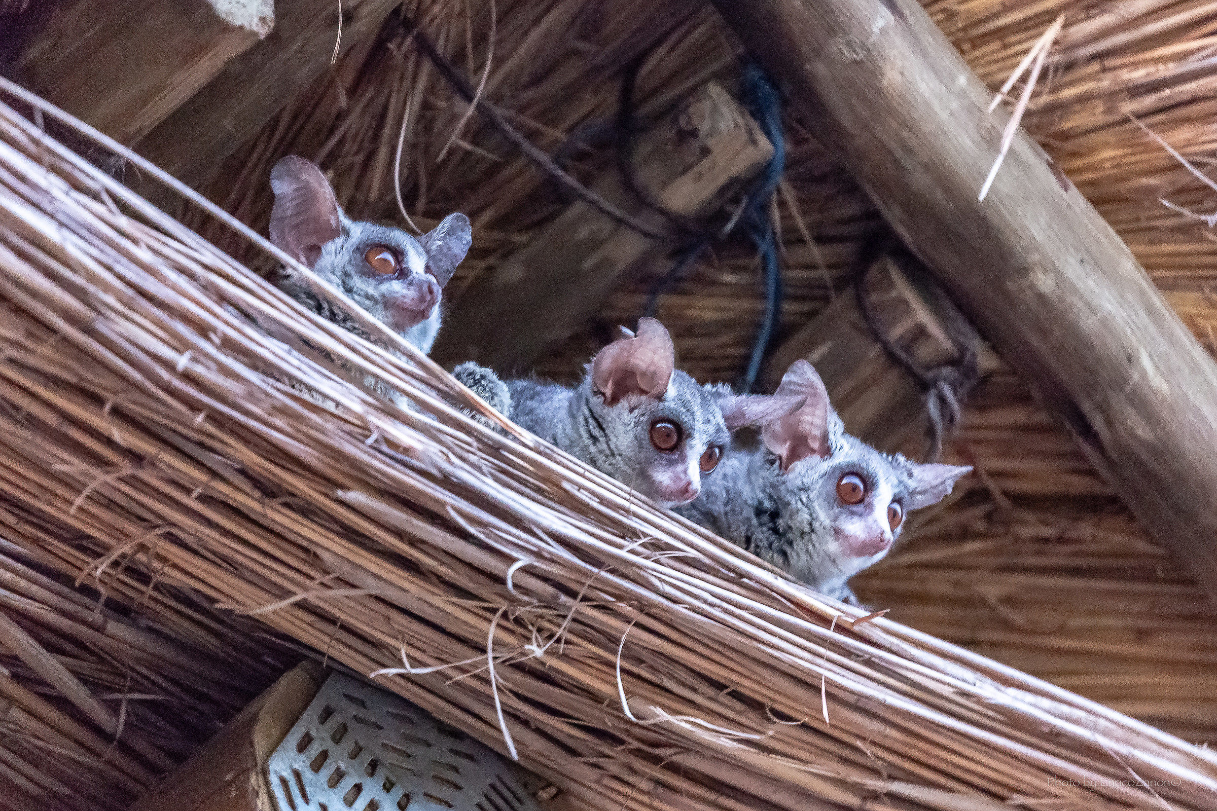 Baby Bush "Galago senegalensis"