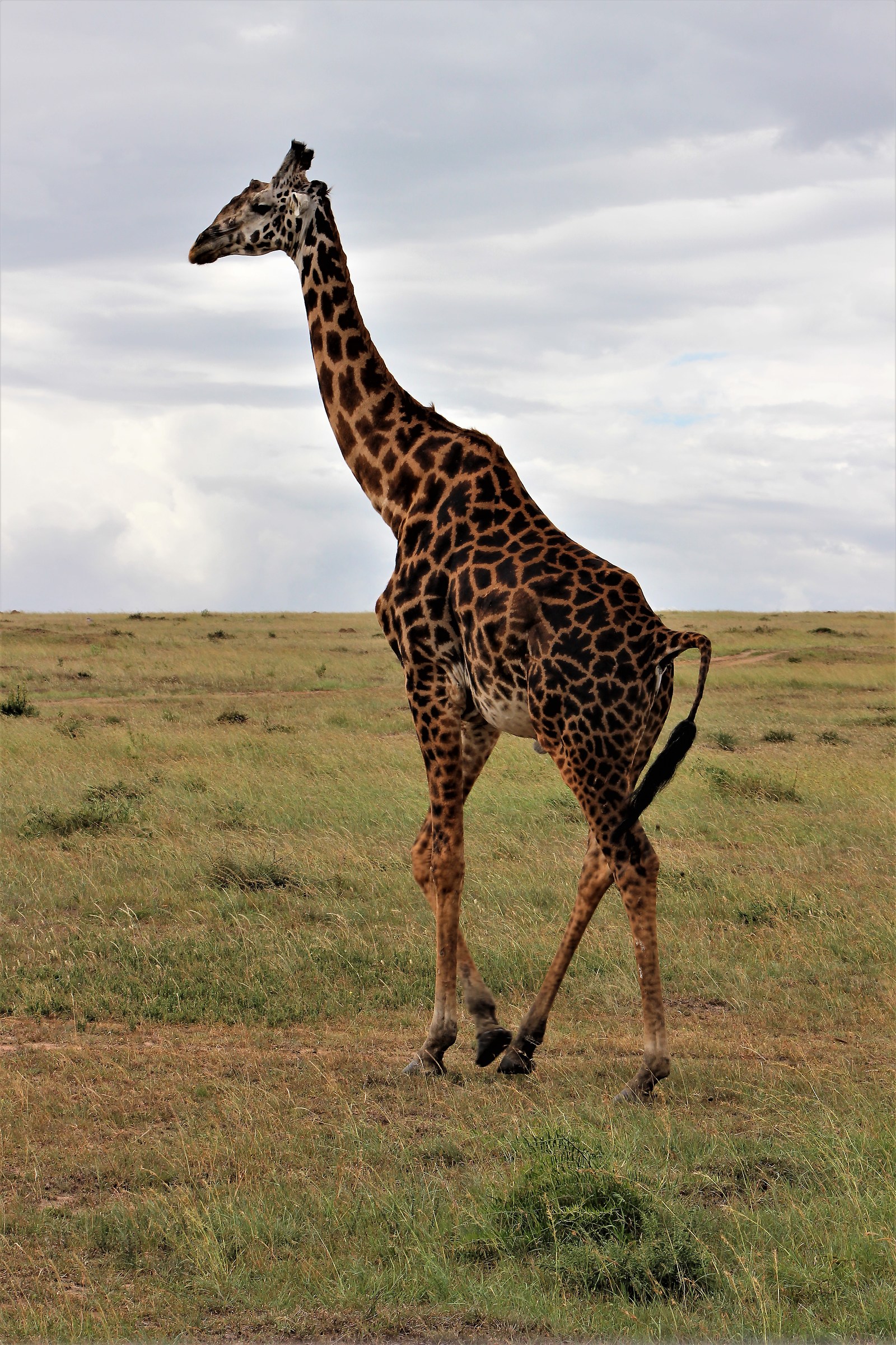 Muoversi con eleganza