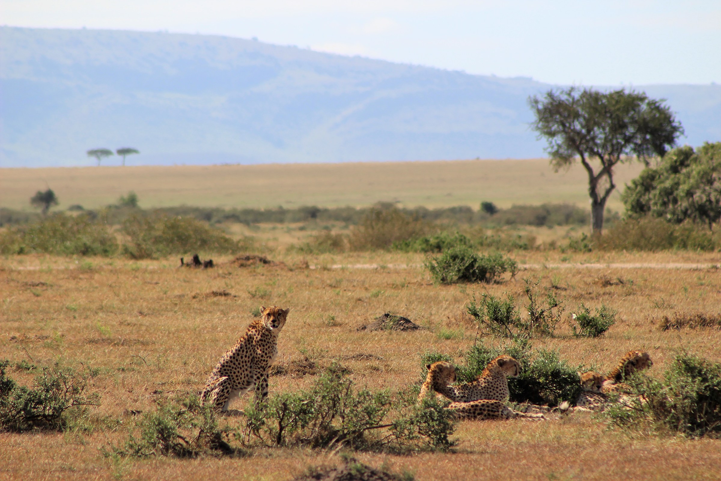 I fratelli inseparabili del Mara