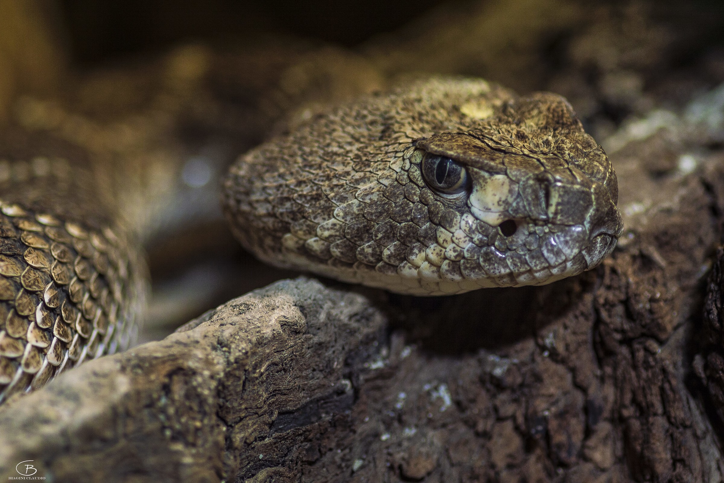 Un profilo accattivante,serpente a sonagli