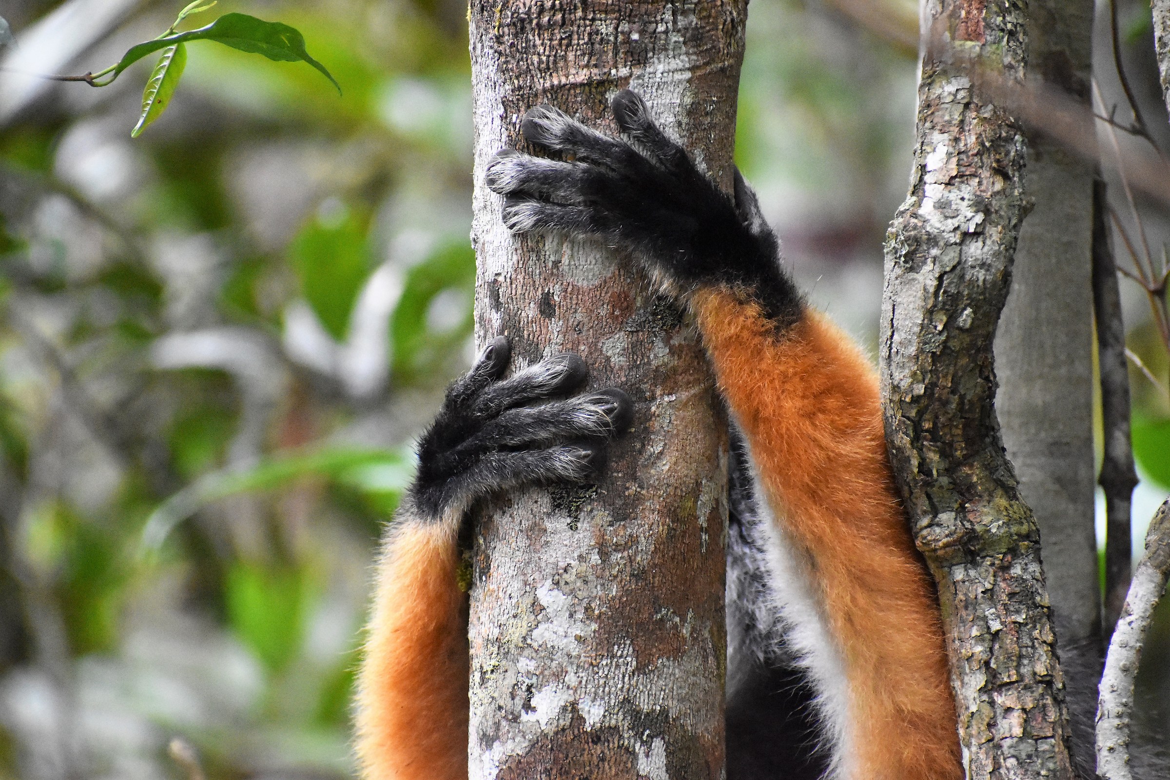 Le piccole zampe del Diadema Sifaka