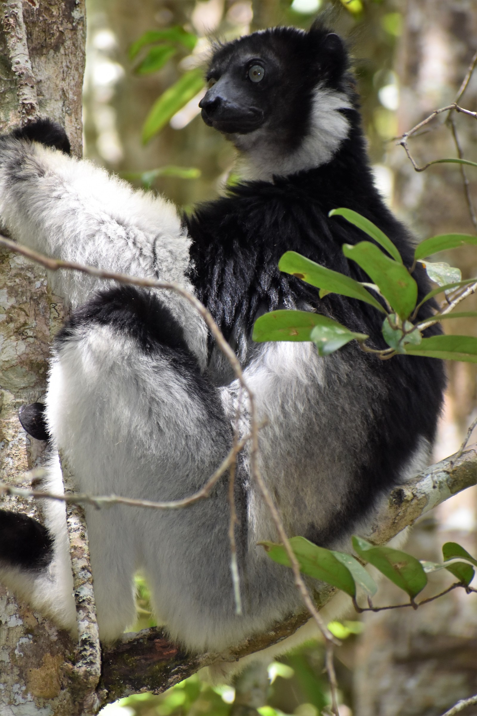 Incontro ravvicinato