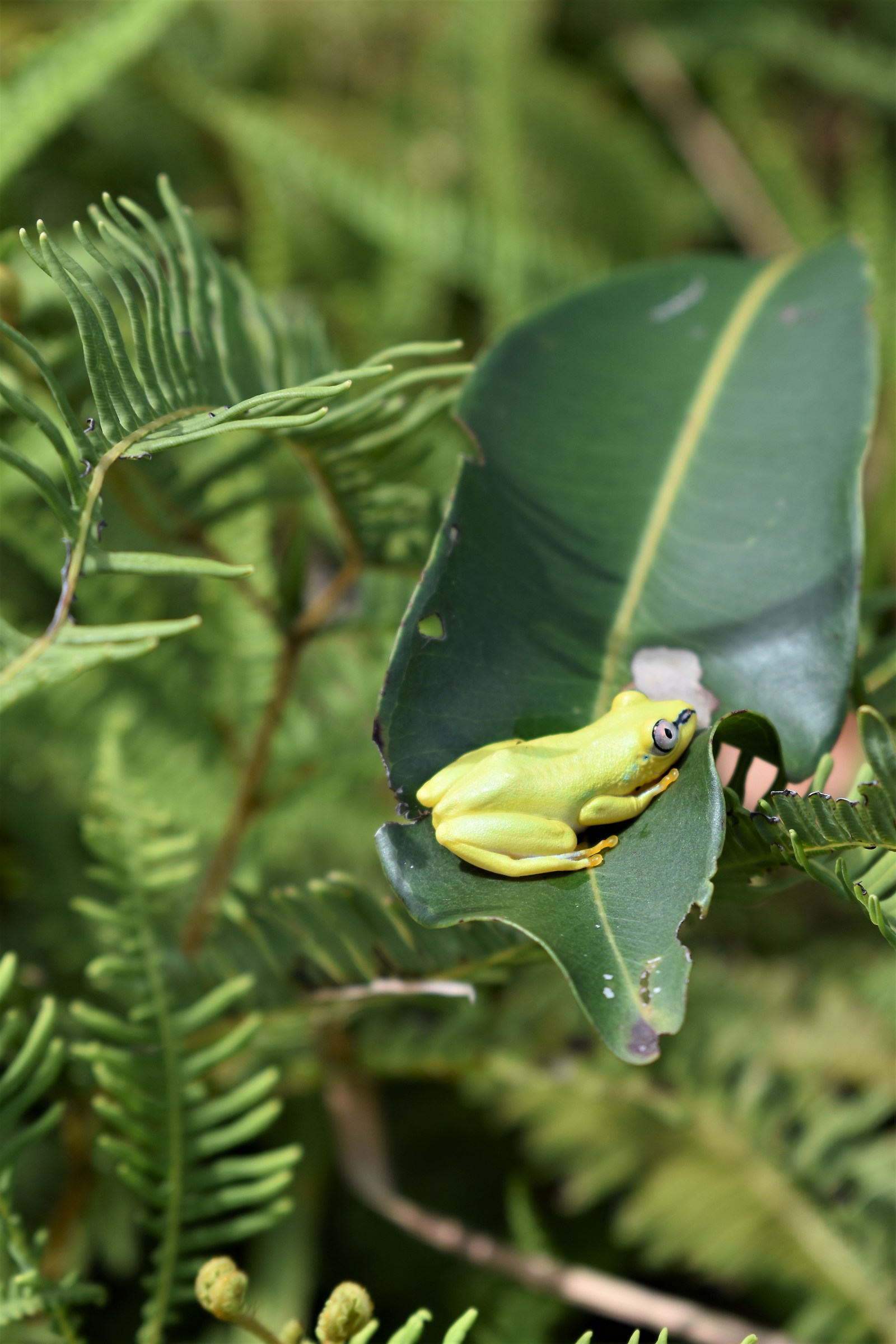 Le piccolissime rane del Madagascar