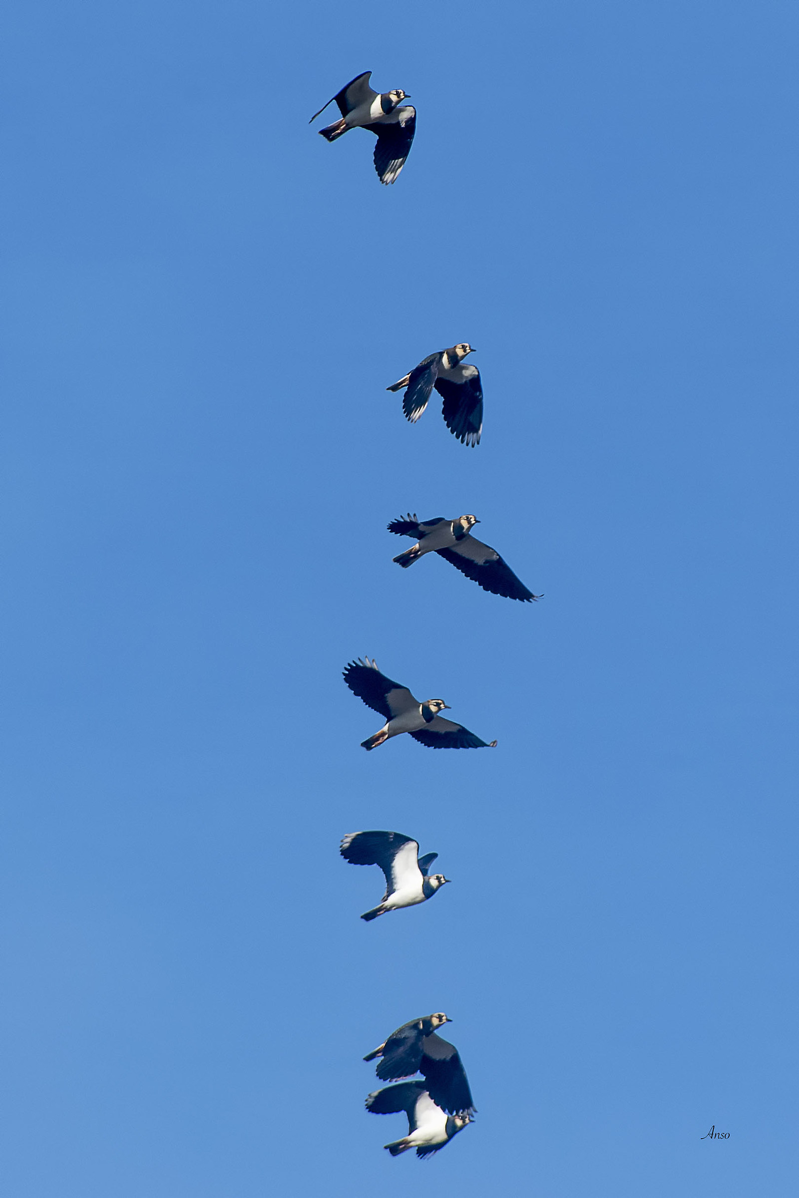 Flying Lapwings