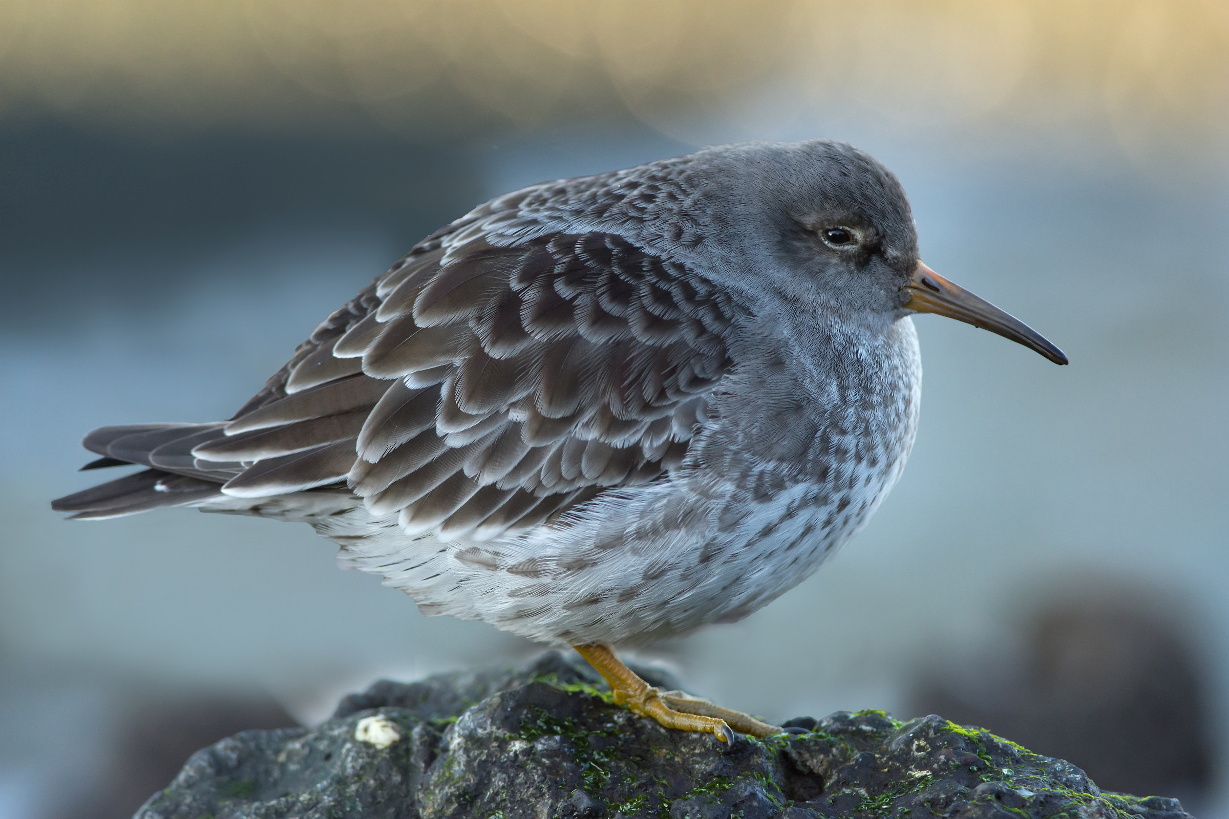 Viola Sandpiper
