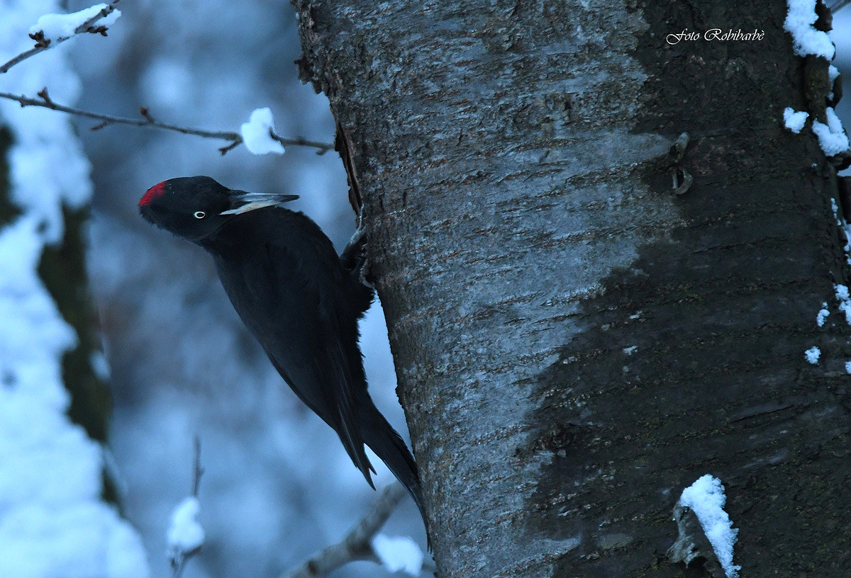 Picchio nero...