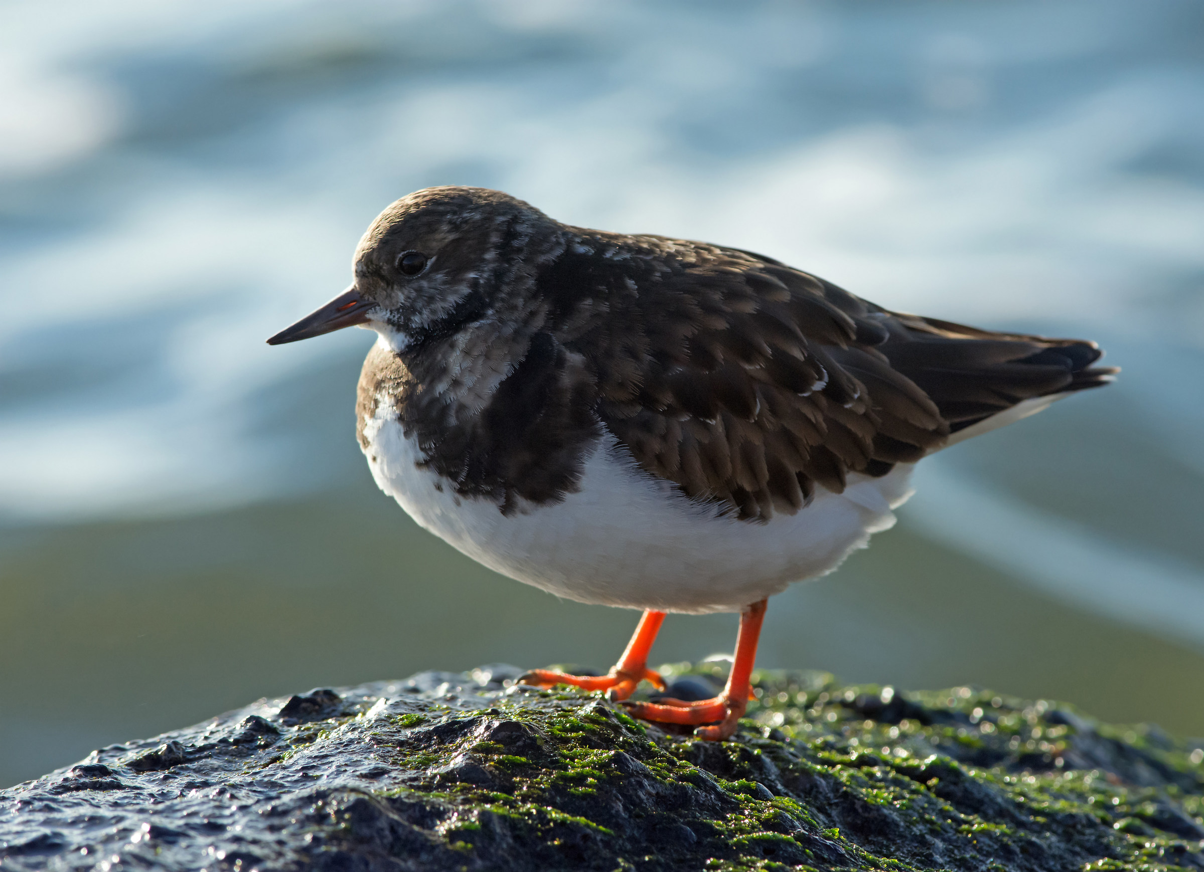 Rubicondo Turnstone