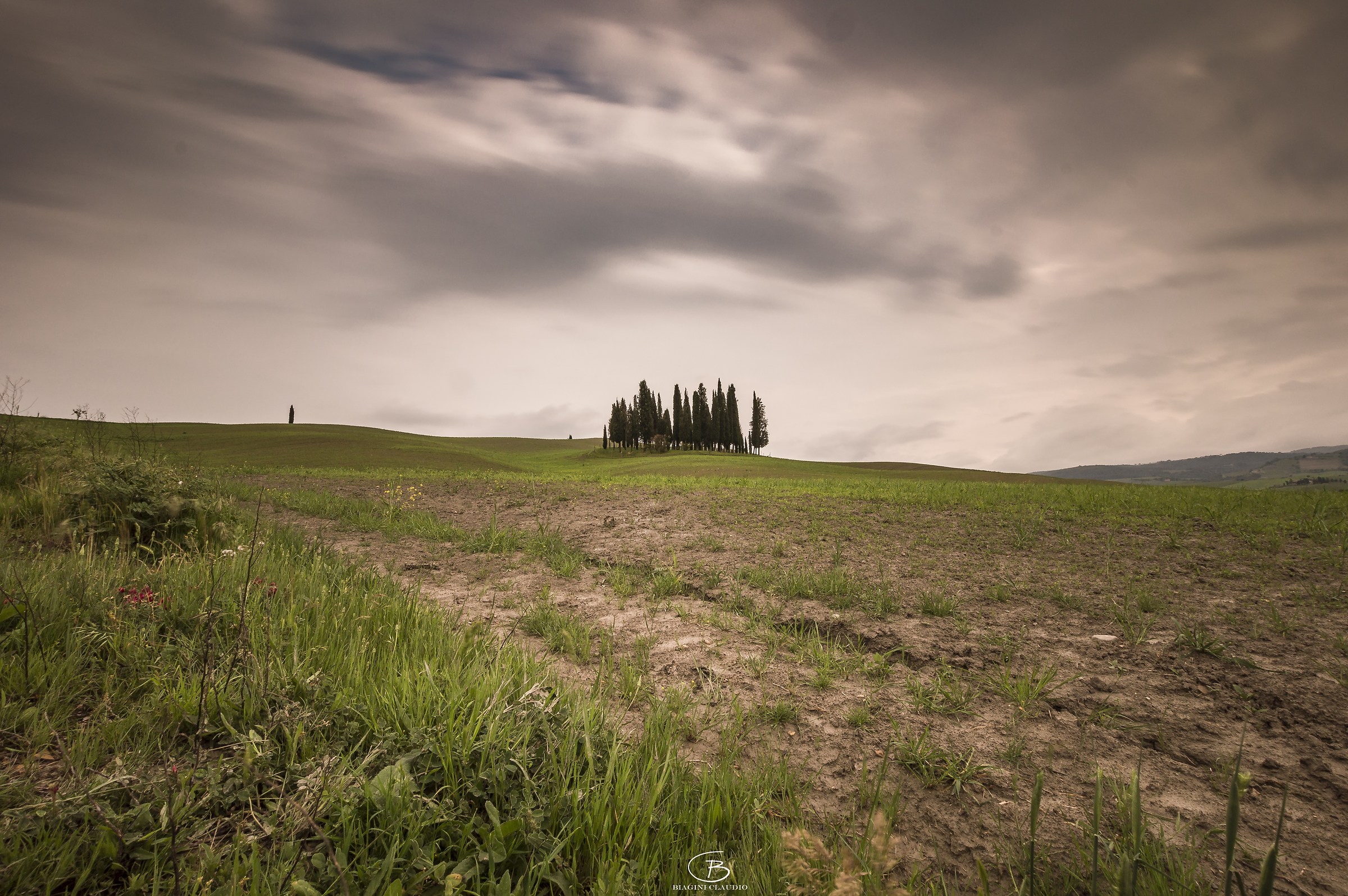 The Cypress di San Quirico